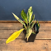 【クリアランス】フィロデンドロン キャラメルマーブル【995】