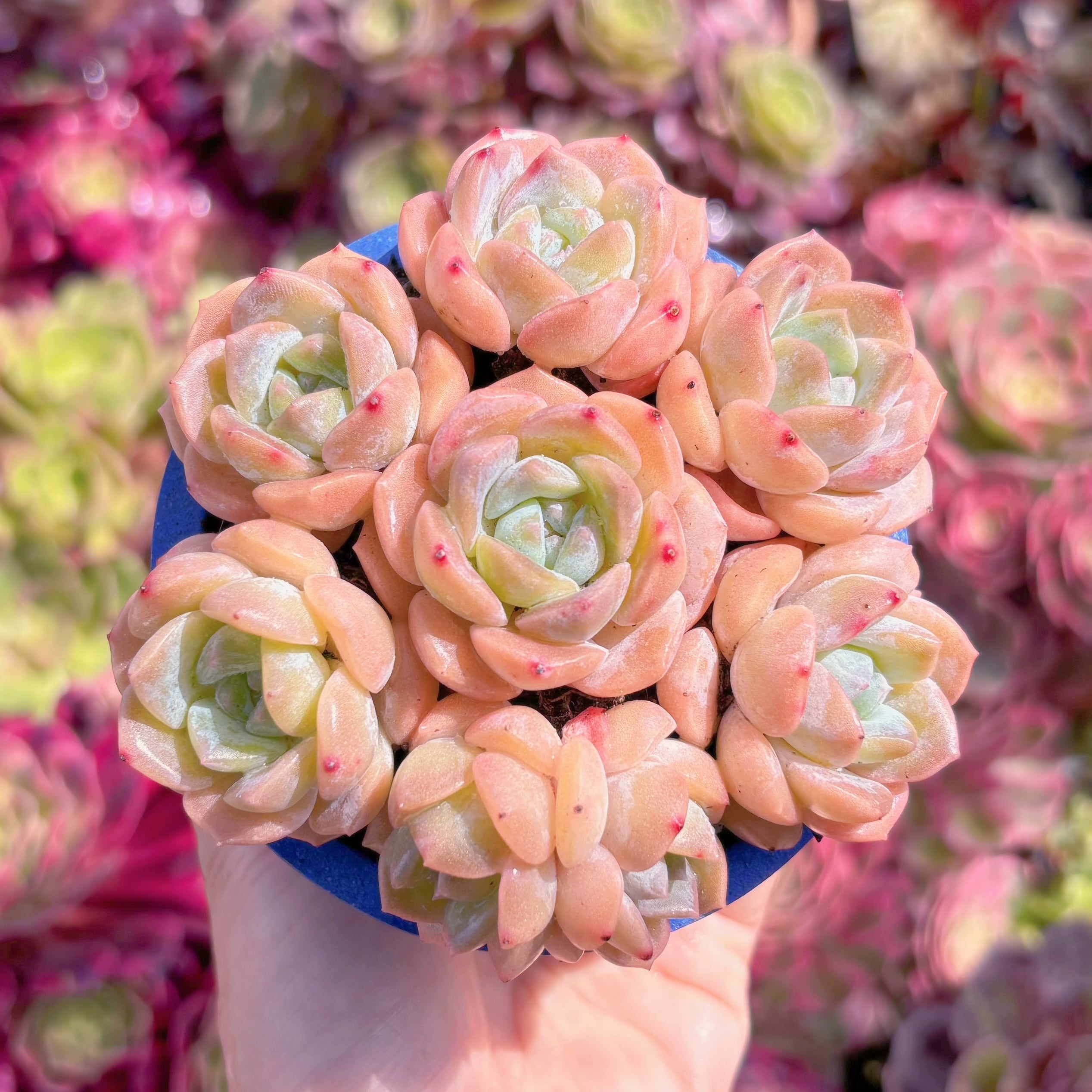 多肉植物　仰山雪(7苗)　新入荷　るる農園