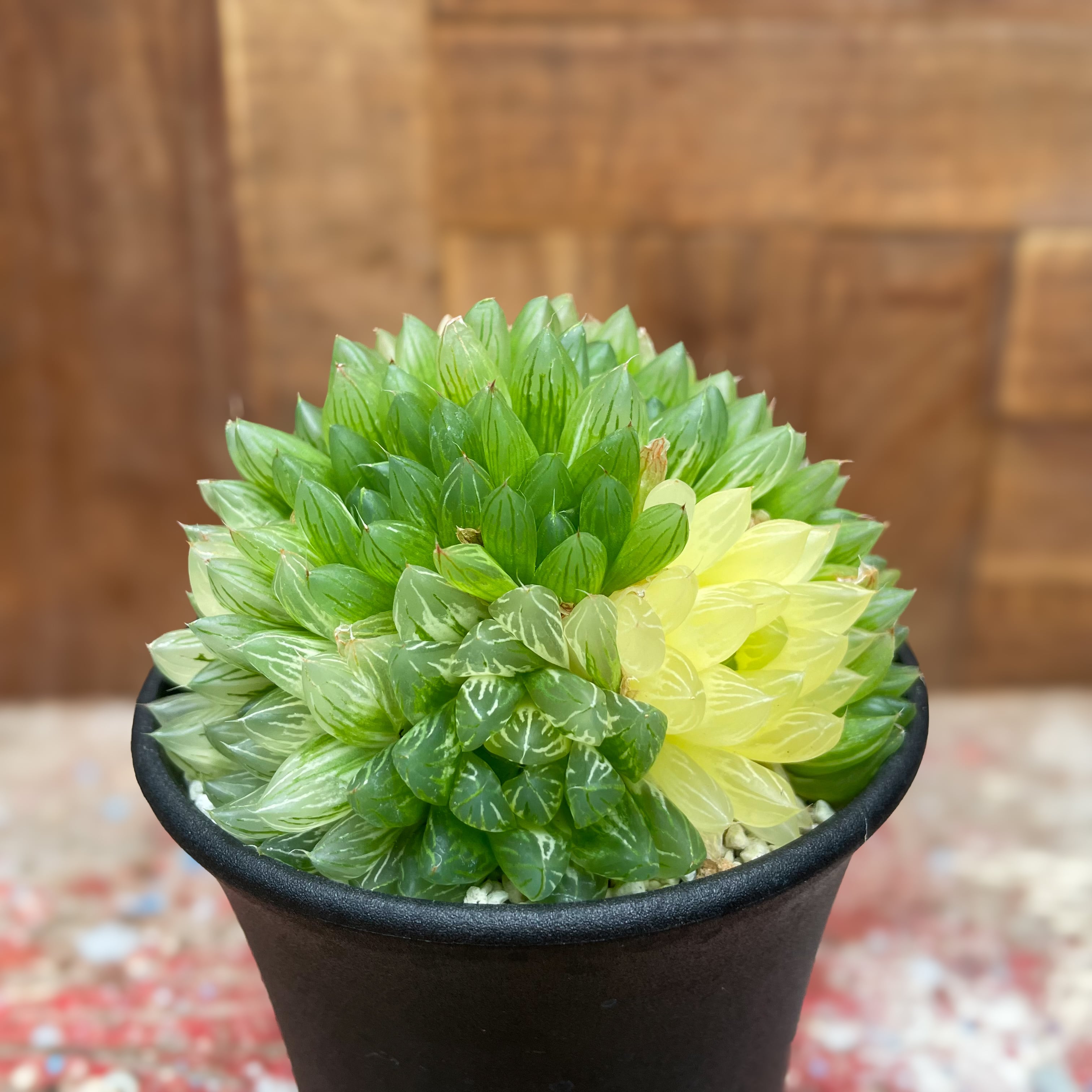 Haworthia cooperi var. pilifera 【ハオルチア・特選ピリフェラ