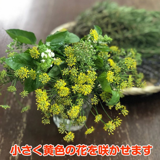 ハーブ 苗 スイートフェンネル ハーブティー ハーブガーデン 栽培キット 花苗 ガーデニング ドライハーブ セット 室内 プランター 寄せ植え ティーバッグ ハーブウォーター 乾燥 料理 プランター 家庭菜園 キット スイートフェンネル ハーブ苗のポタジェガーデン 本店