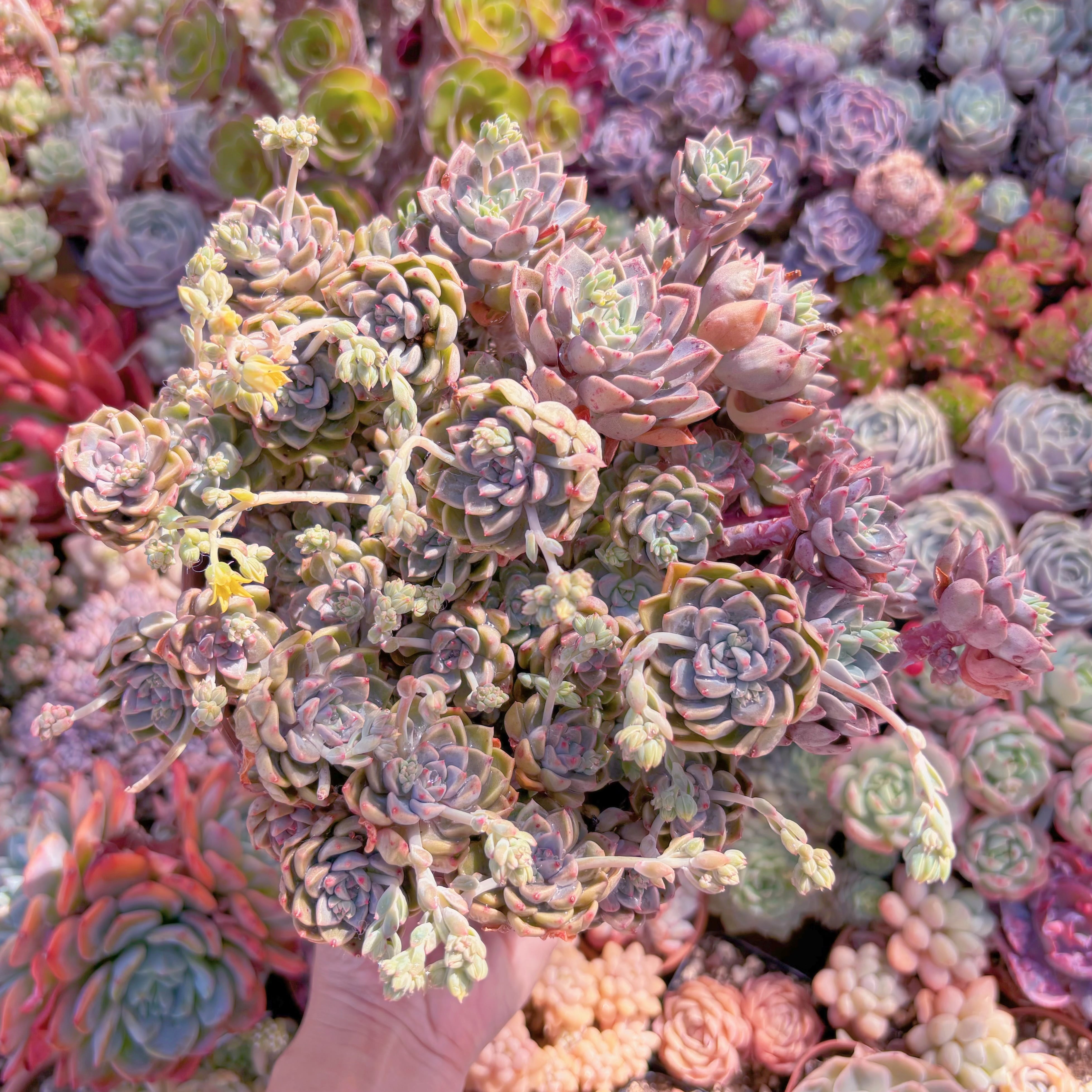 現品　ベビードール#230　特大群生　新入荷