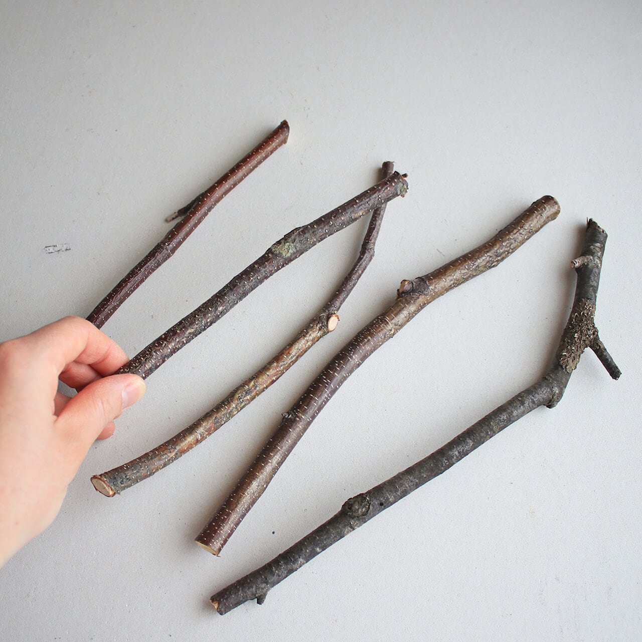 北海道 富良野産】白樺の枝 ミニサイズ 【 5本セット 】 ドライ