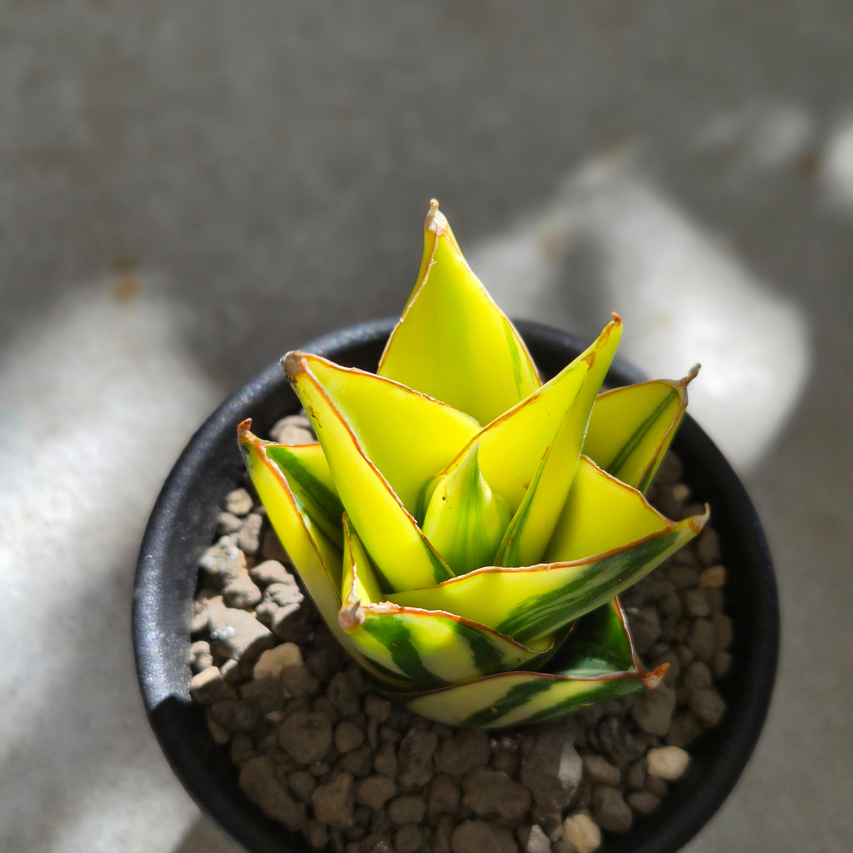 Sansevieria 'Tower Variegated' サンスベリア・タワー 斑入り
