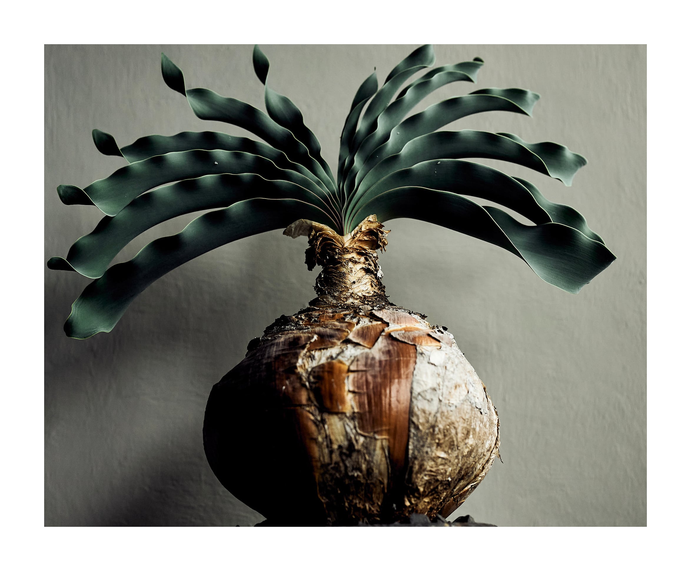 姫野翔太　金彩、飴鉢　2個セットバラ売り可 8fa96b4e48742de4dbf3e71109257d