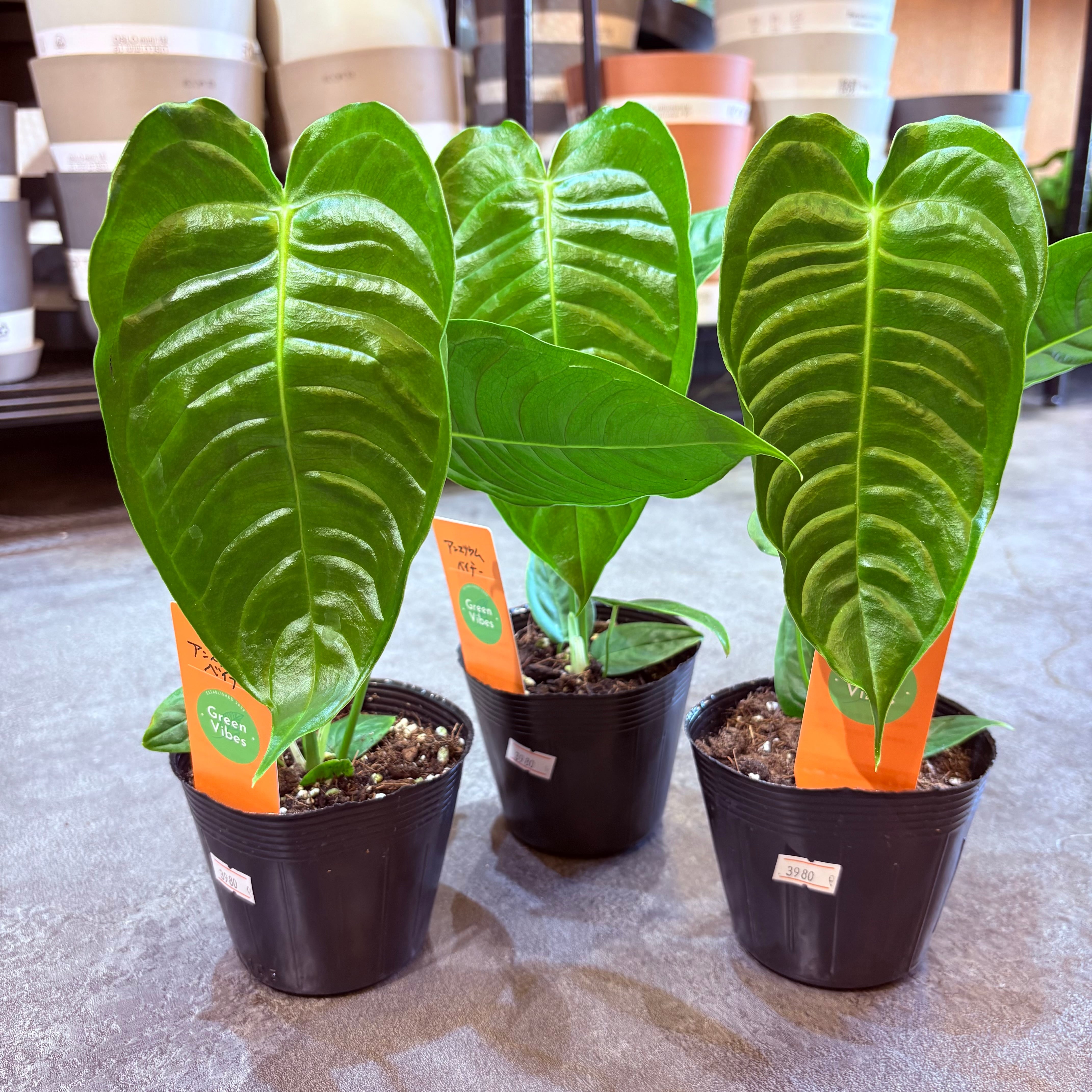 アンスリウム ベイチー 3.5号 | Green Vibes 宇都宮市の観葉植物専門店