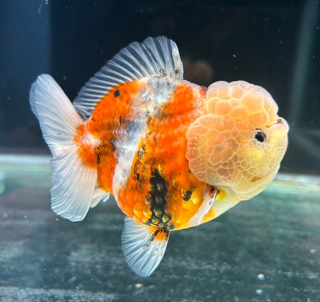 極上！オランダショートテール