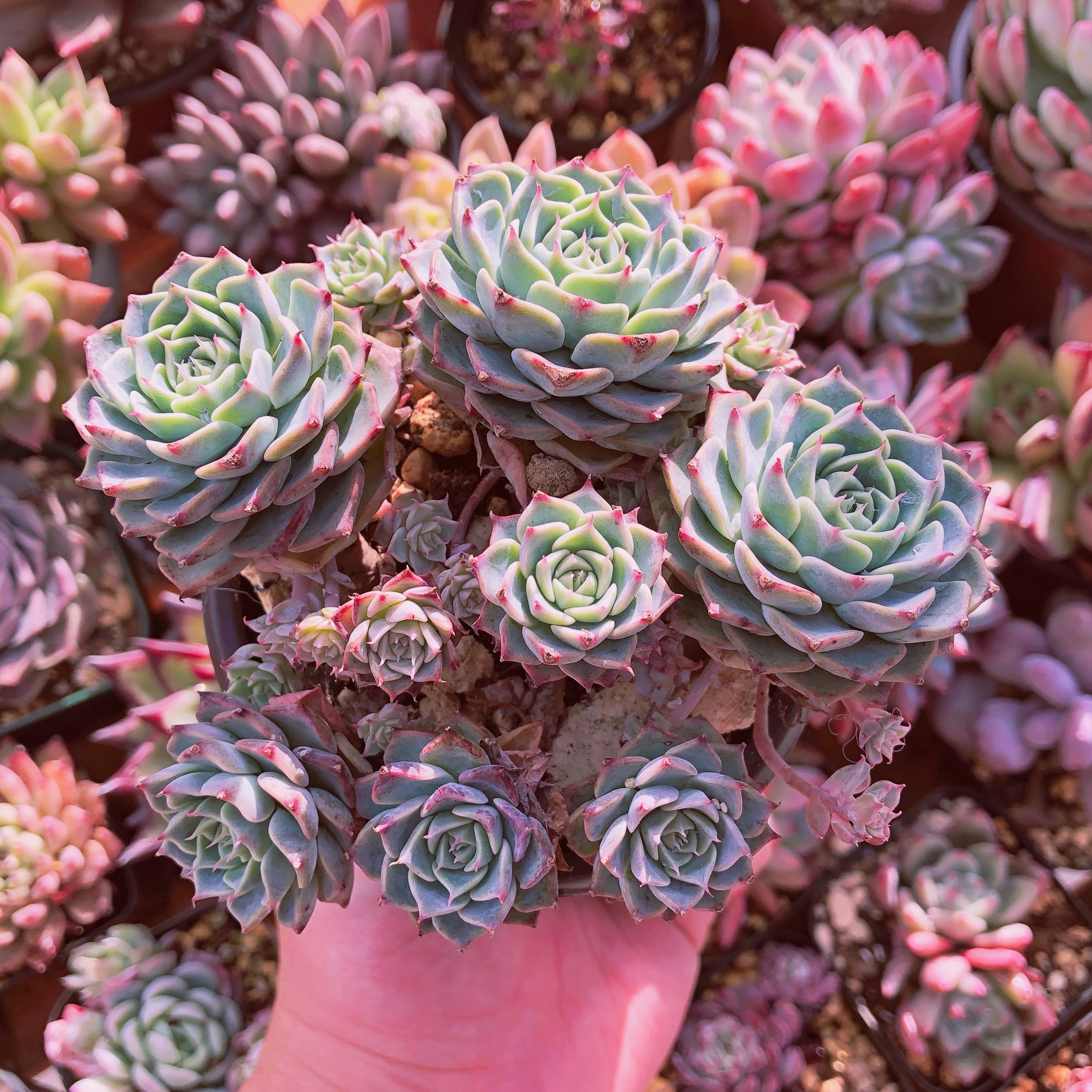 多肉植物　沙羅姫牡丹xヘアビンゲリ　多頭群生