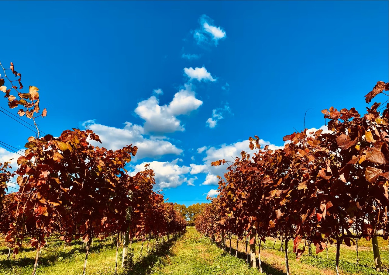 DUE PUNTI VINEYARDS Fumizuki Pinot Bianco 2025 白辛口