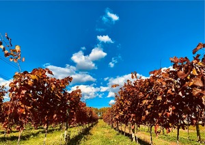 DUE PUNTI VINEYARDS Fumizuki Pinot Bianco 2025 白辛口