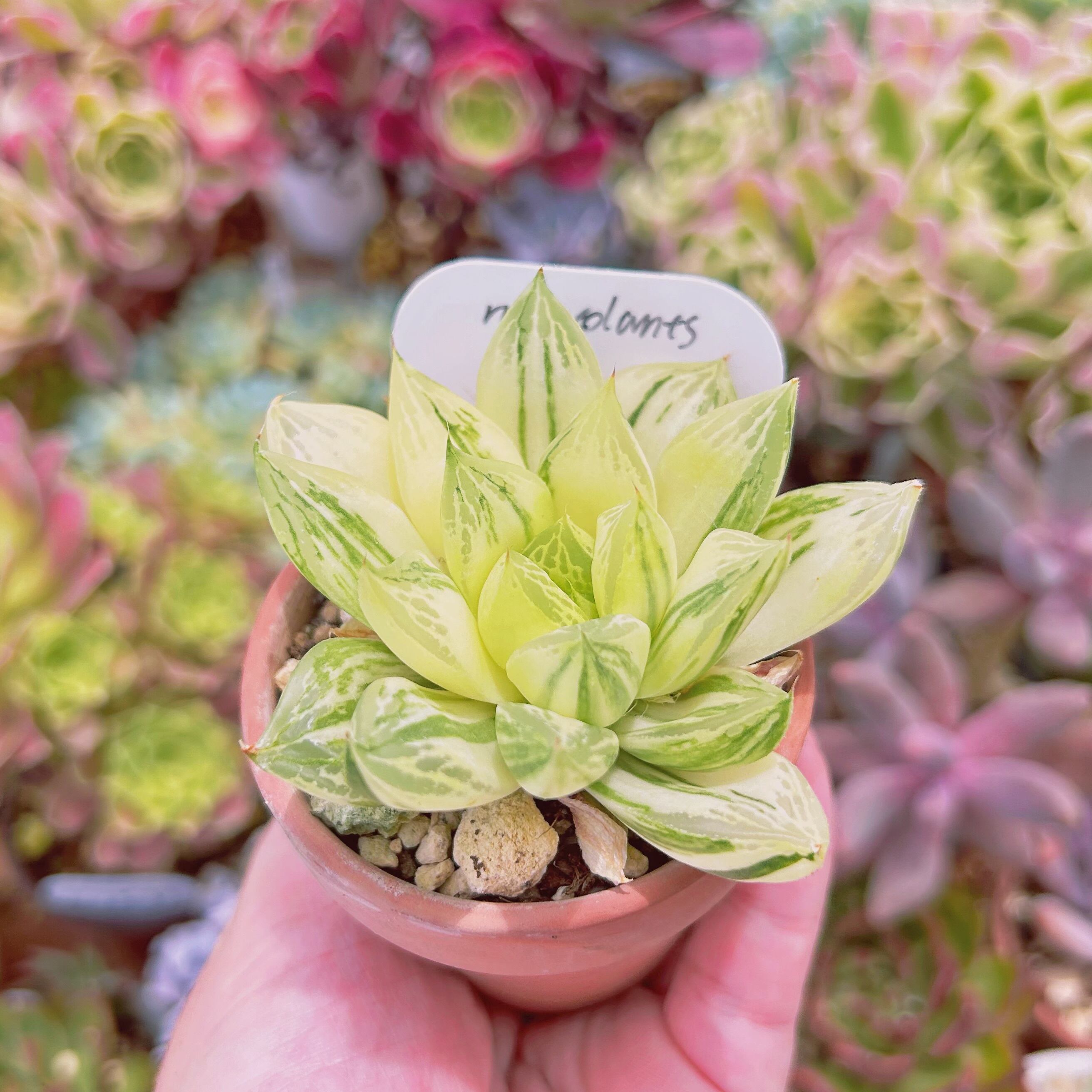 743現物 多肉植物 宝草錦 抜き苗 | るる農園~多肉植物専門