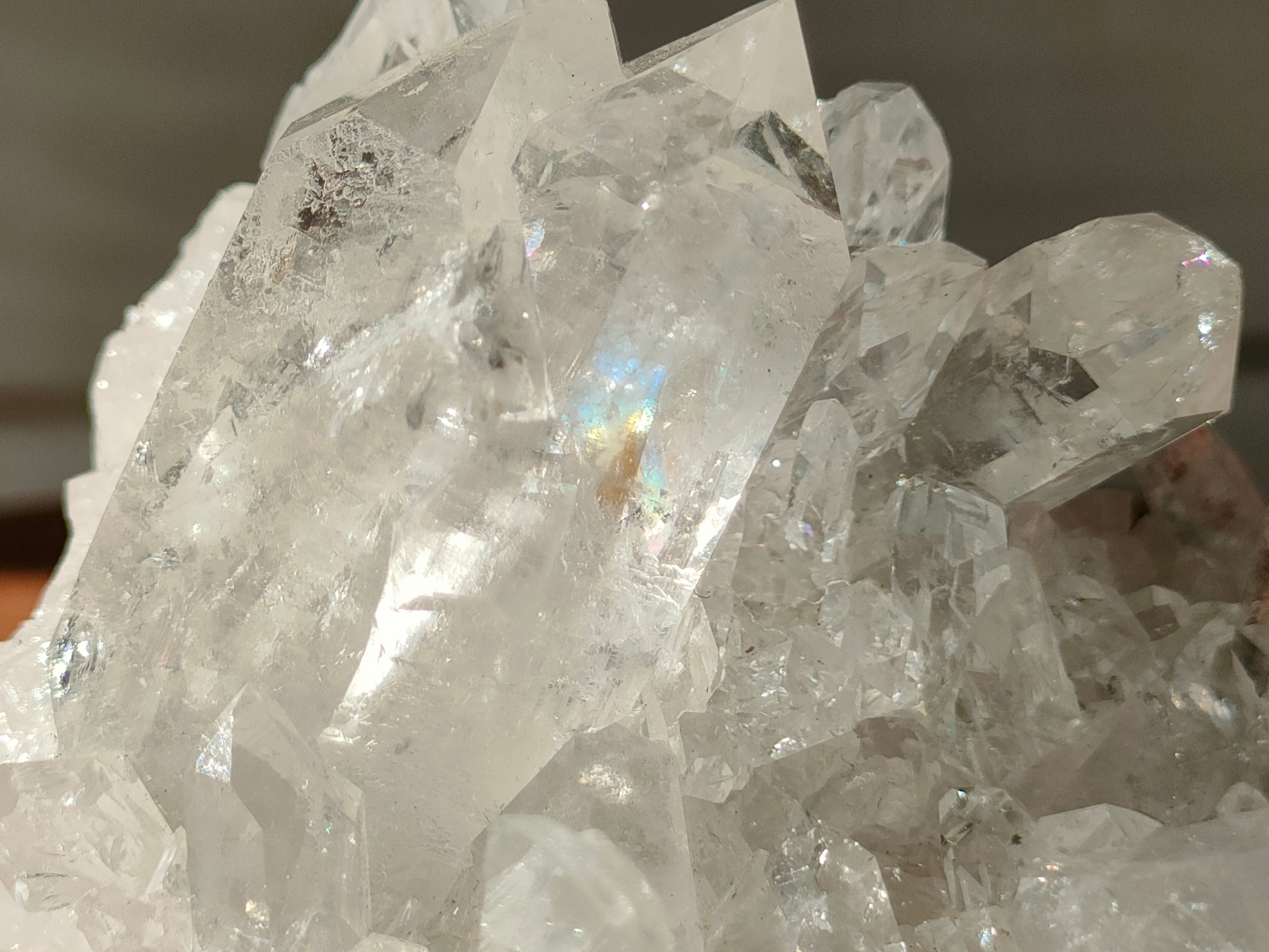 トマス・ゴンサガ産 クラスター