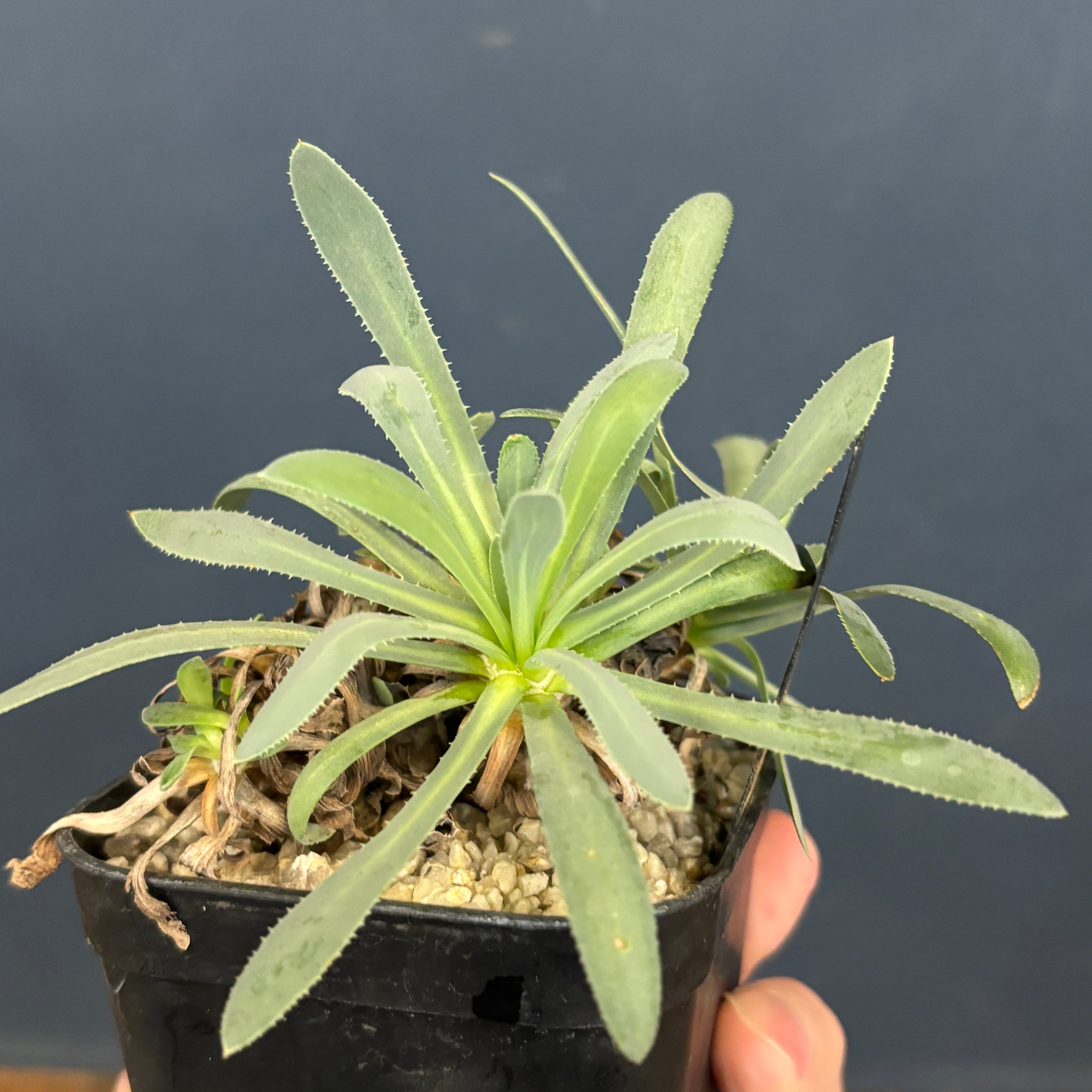 オトンナ レトロルサ【086】 | PROTOLEAF プロトリーフ