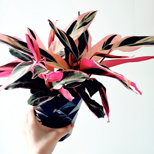 ストロマンテ トリオスター 5号鉢｜トリカラー｜現品販売｜calm cafe