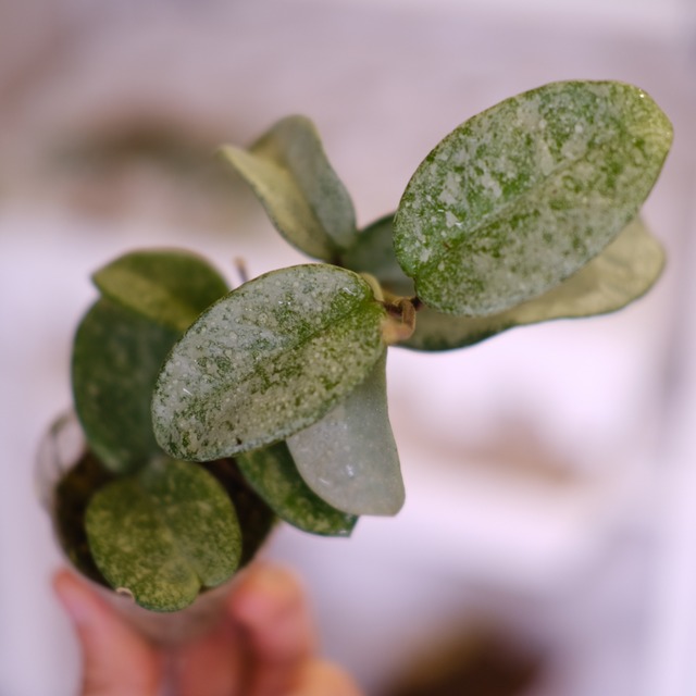 Hoya carnosa Nova Ghost / ホヤ カルノーサ ノバ ゴースト⑦│観葉植物