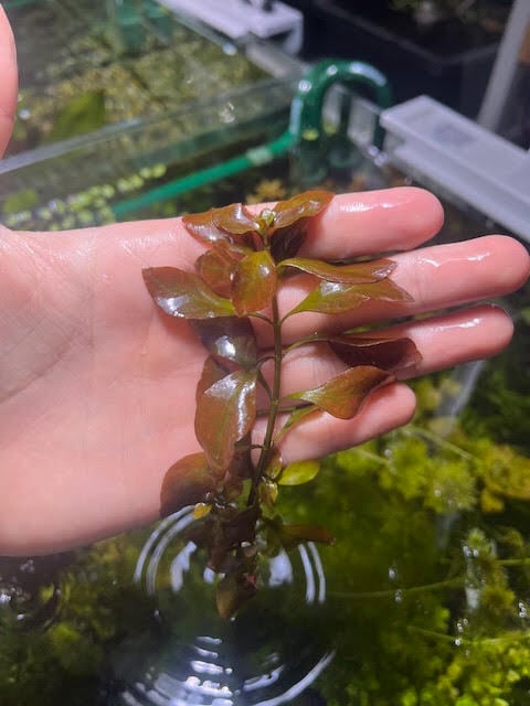 水草 | aquarium shop earth