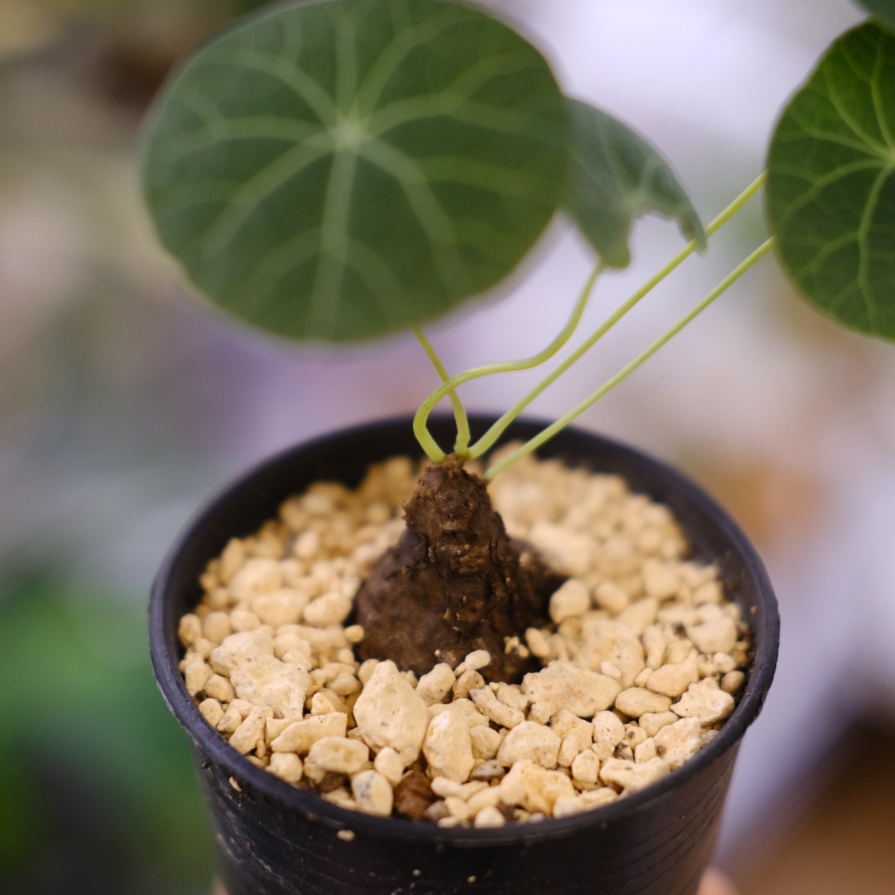 Stephania kaweesakii / ステファニア カウィーサキー⑫ / 観葉植物