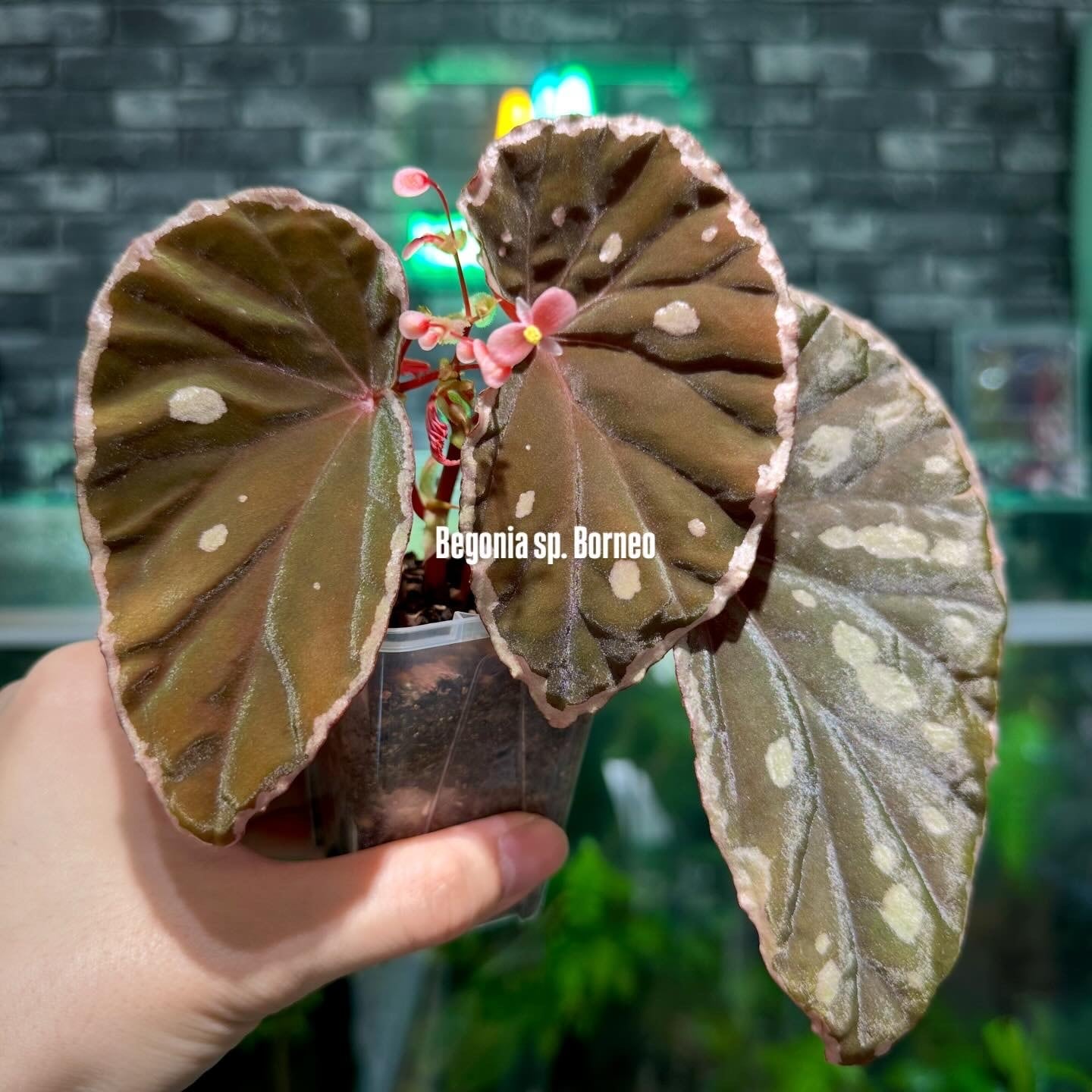 ベゴニア 出雲の煌星 斑入り -Begonia Izumo no Kiraboshi variegated