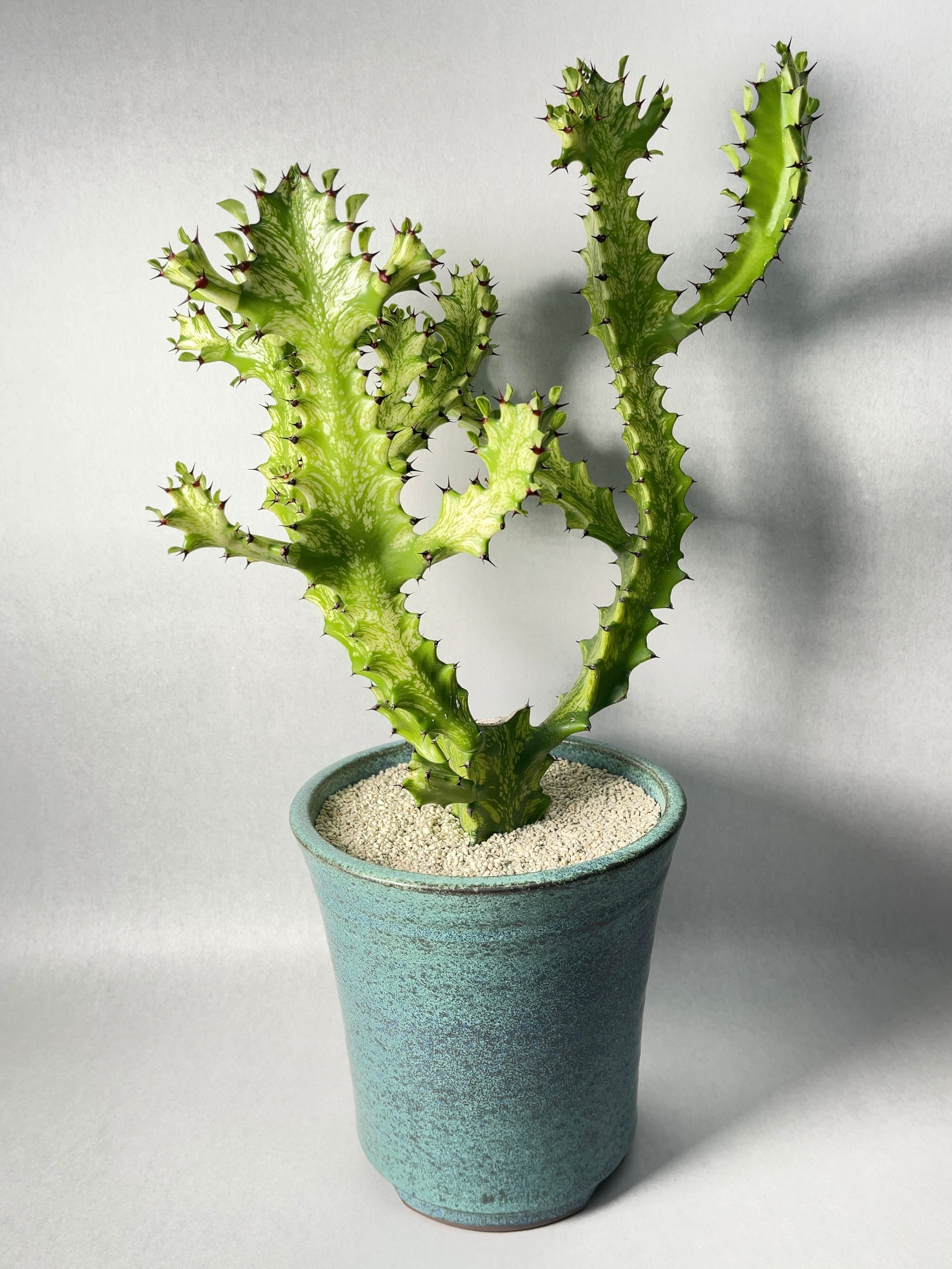 ユーフォルビア・イエローゴースト | trigger