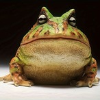 ブラジルツノガエル 置物 ２色展開 彫刻 動物彫刻 アート像 カエル 置物