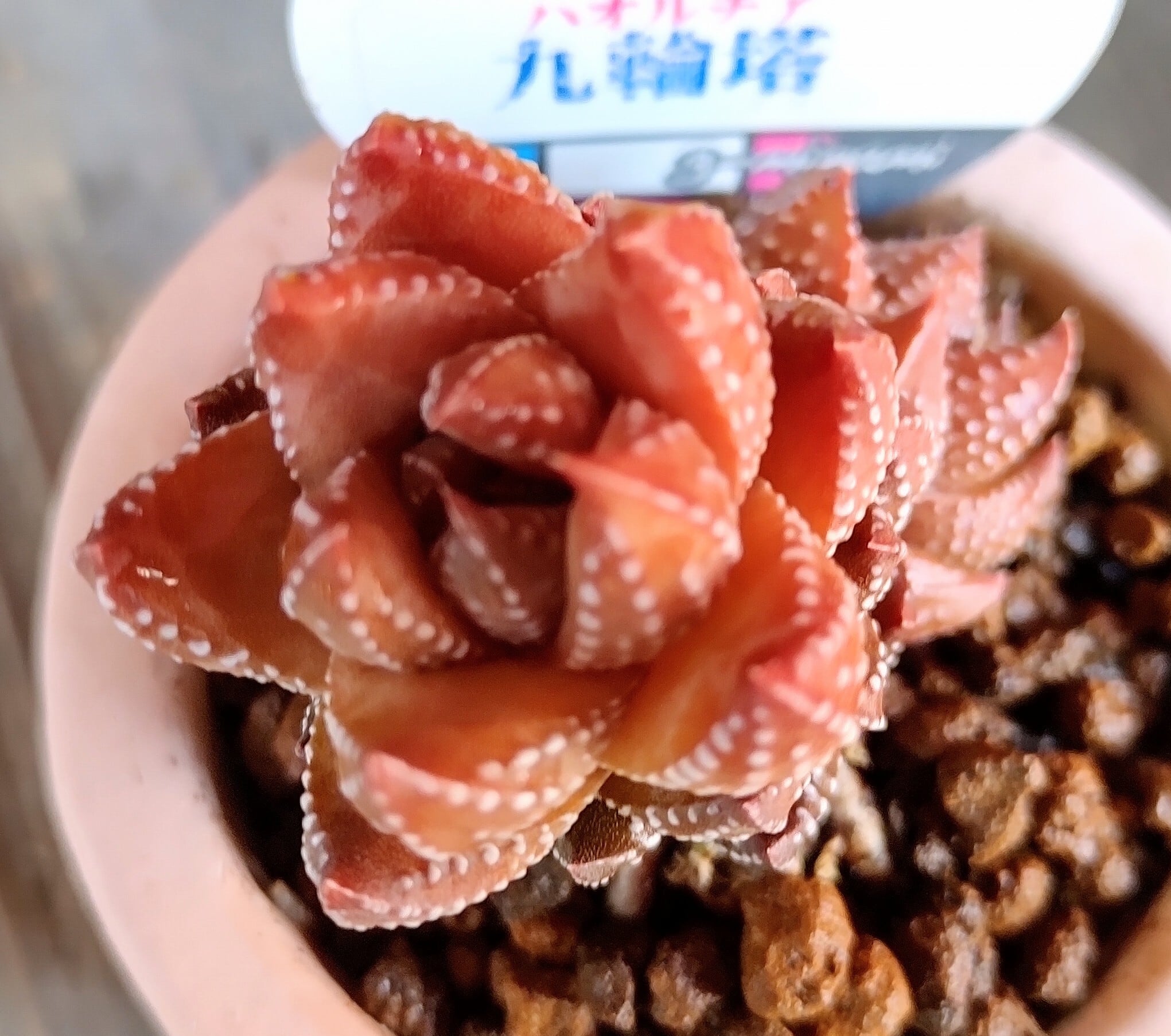 T)鉢入りハオルチア九輪塔 | RuPo 多肉植物専門店