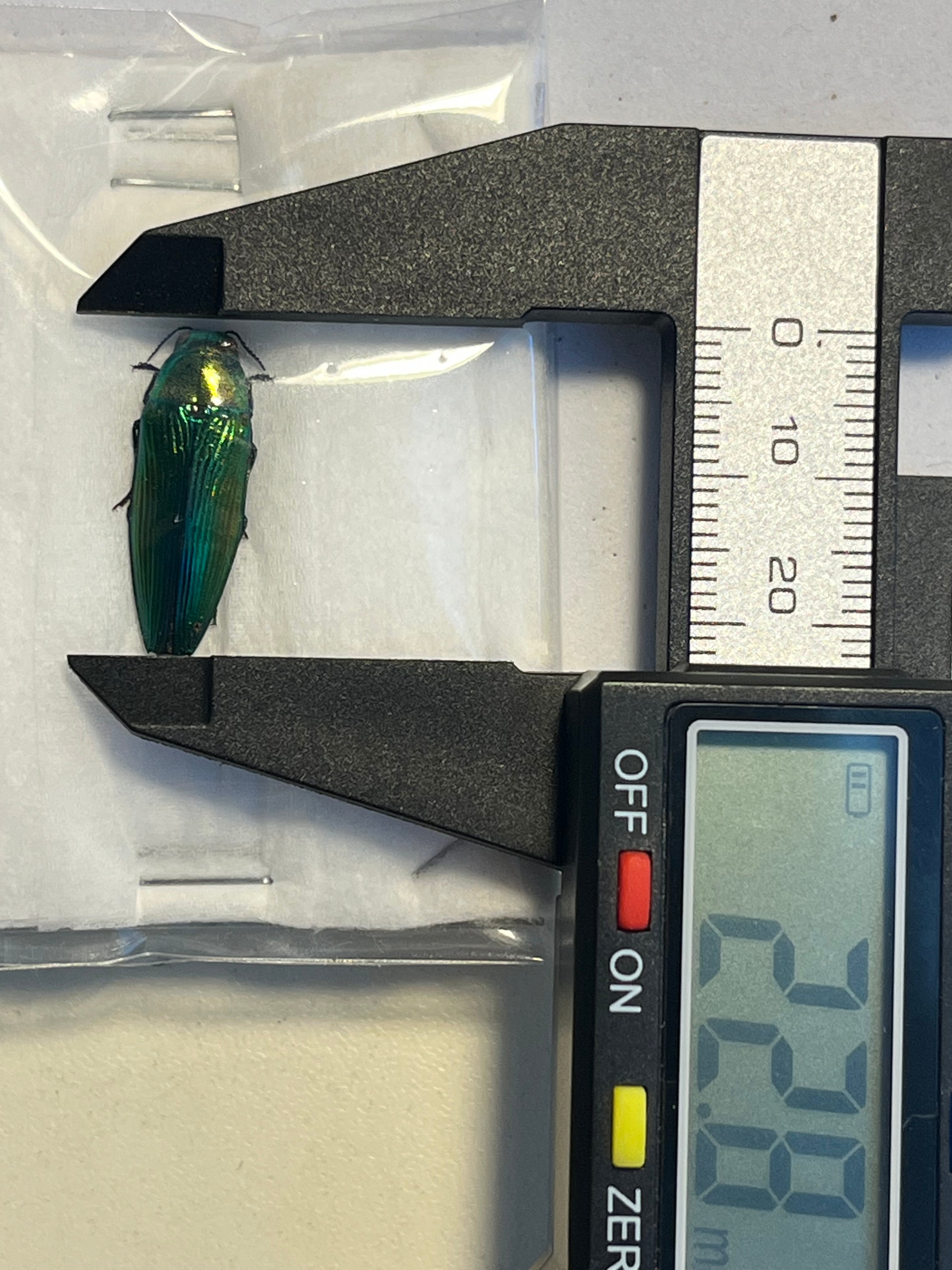 国産青玉虫最高峰】アオタマムシ 昆虫標本 コブハムシ ハムシ