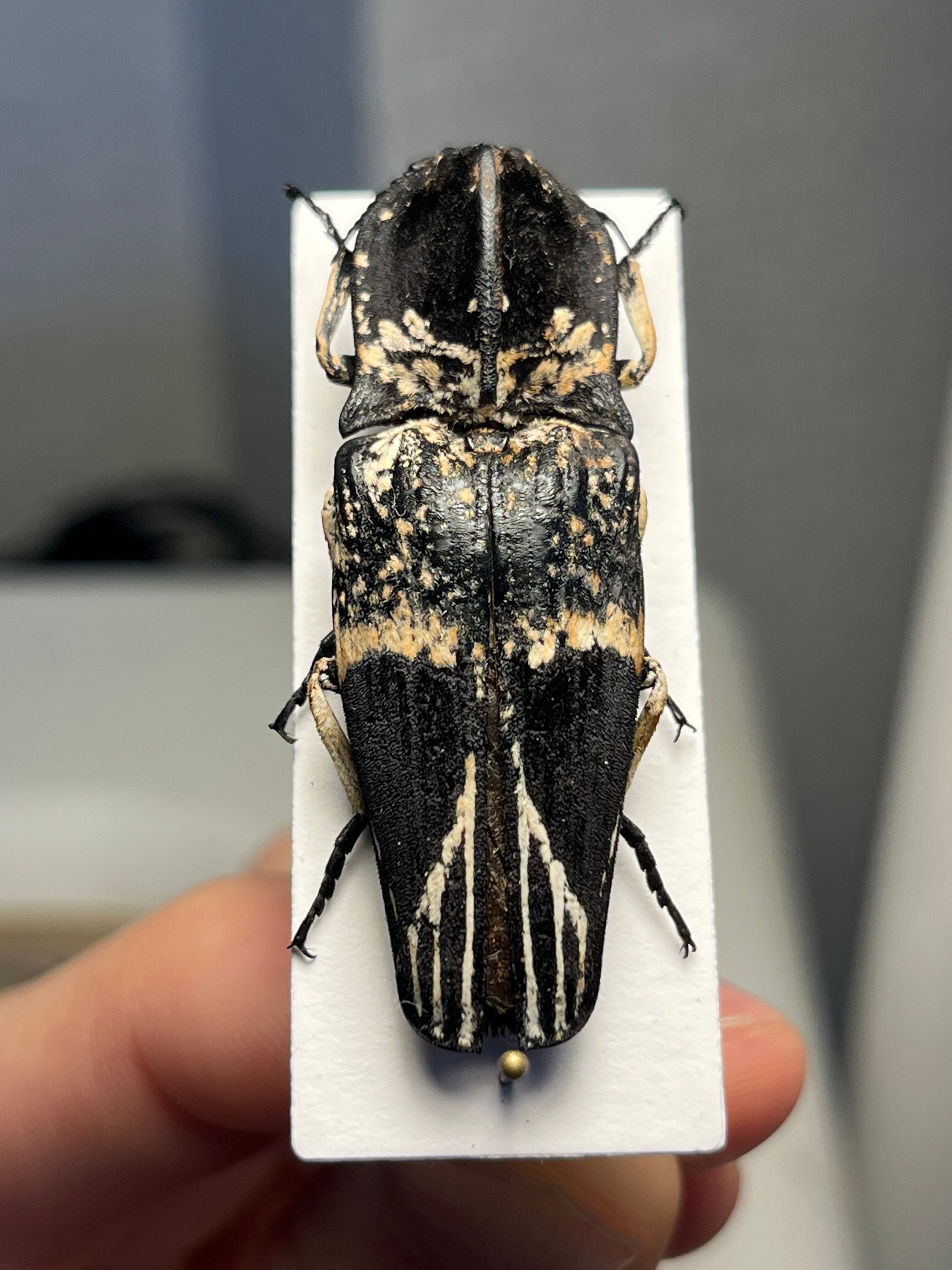 【極BIG】Lycus sp.コメツキムシ 45mmコガネムシゾウムシタマムシ 極BIG】Lycus sp.コメツキムシ 45mmコガネムシゾウムシタマムシ