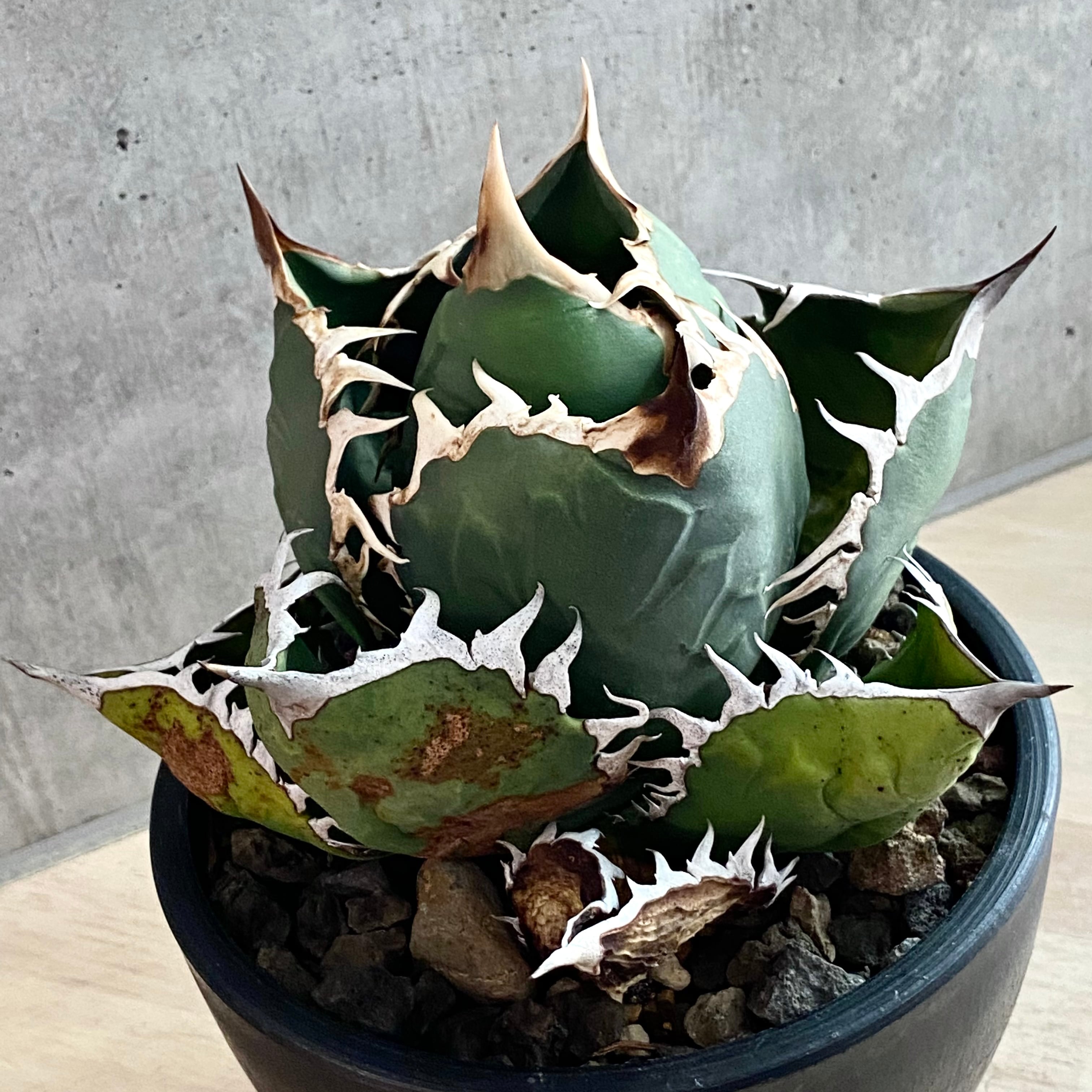 agave titanota oteroi/アガベ チタノタ オテロイ 【観葉植物】【多肉