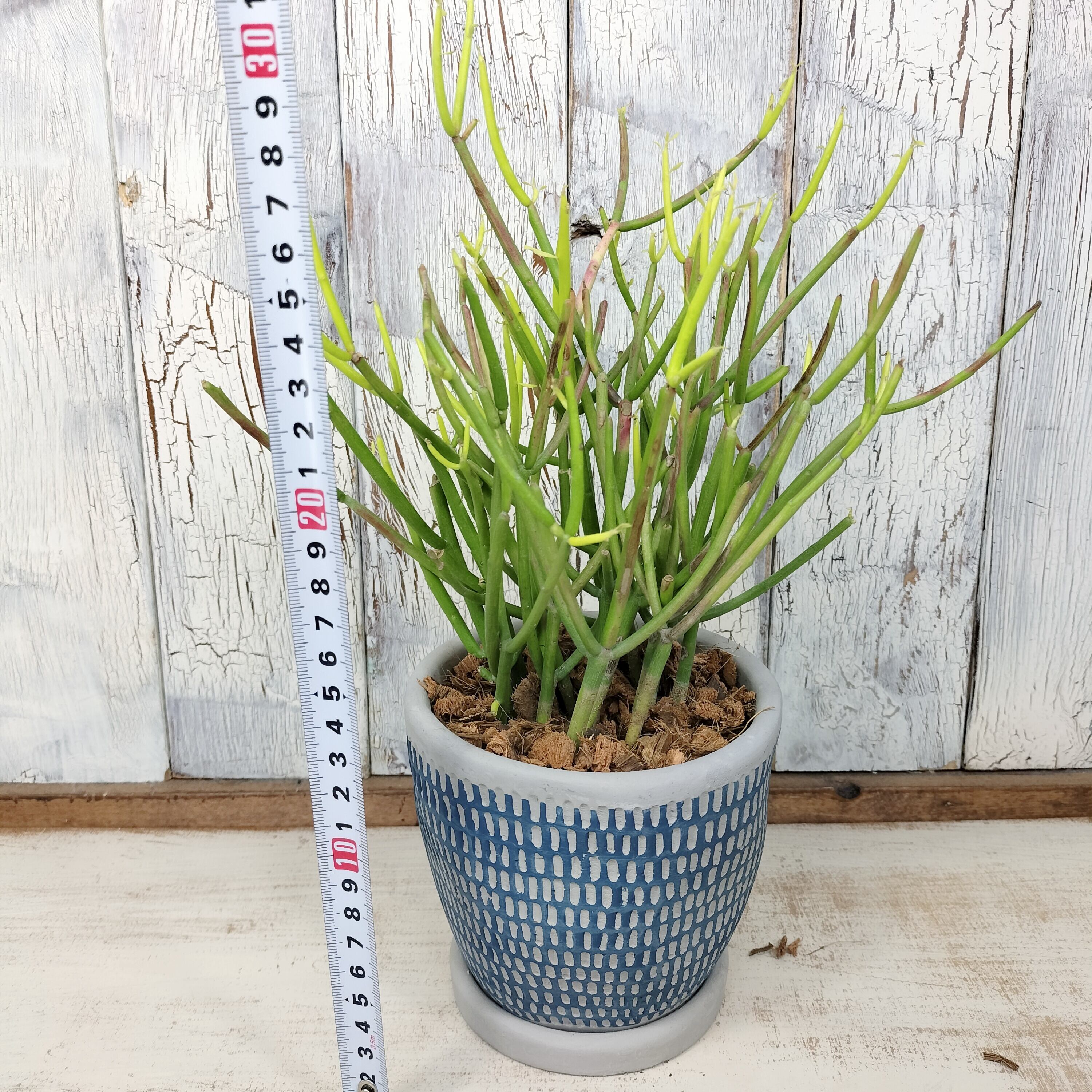 ミルクブッシュ 観葉植物 | PAY ID