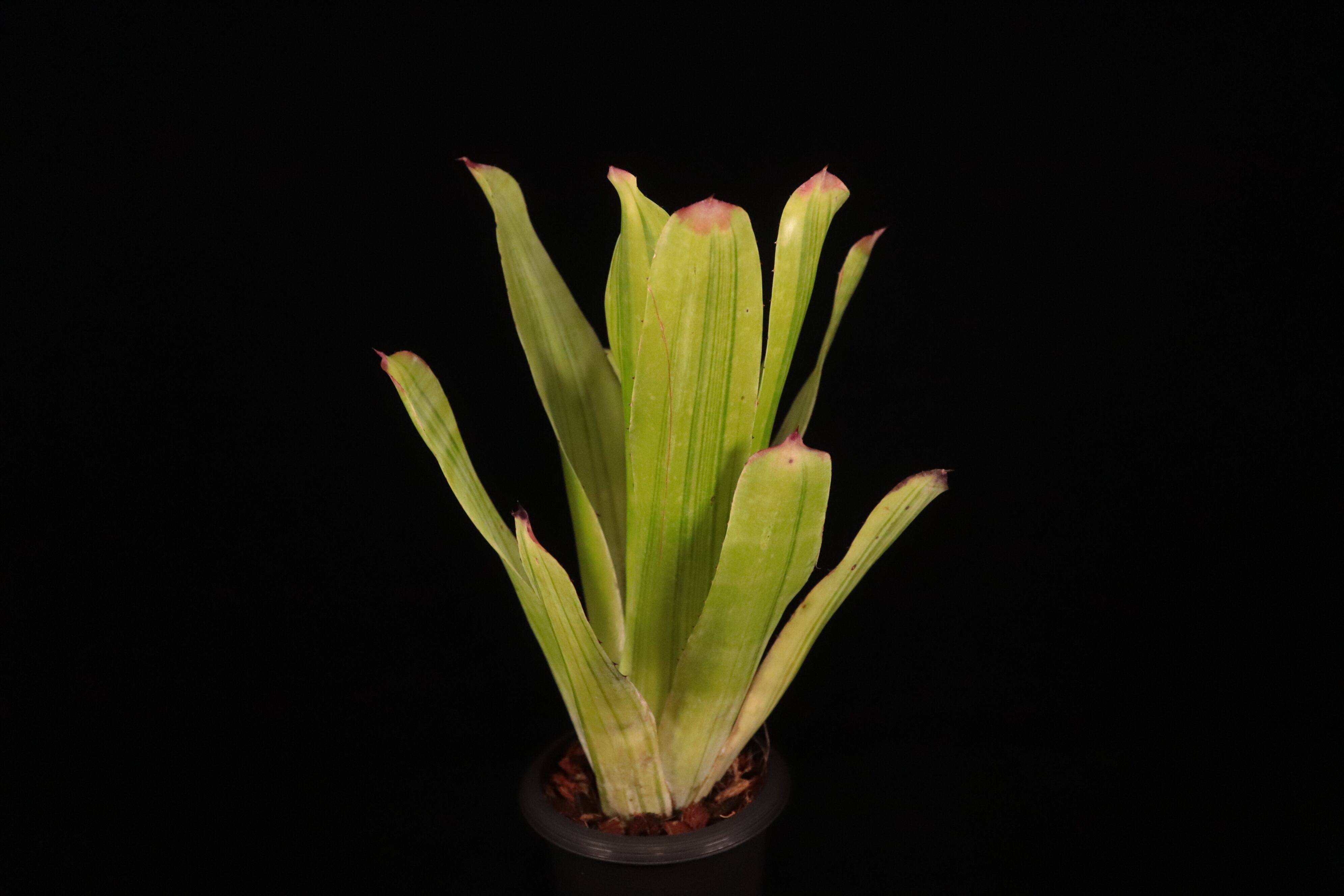 reserved】Hohenbergia castellanosii Variegated〔ホヘンベルギア