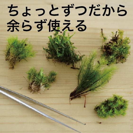 苔多種類 日本に苔の種類は1800以上！身近な苔から不思議すぎる苔をご紹介
