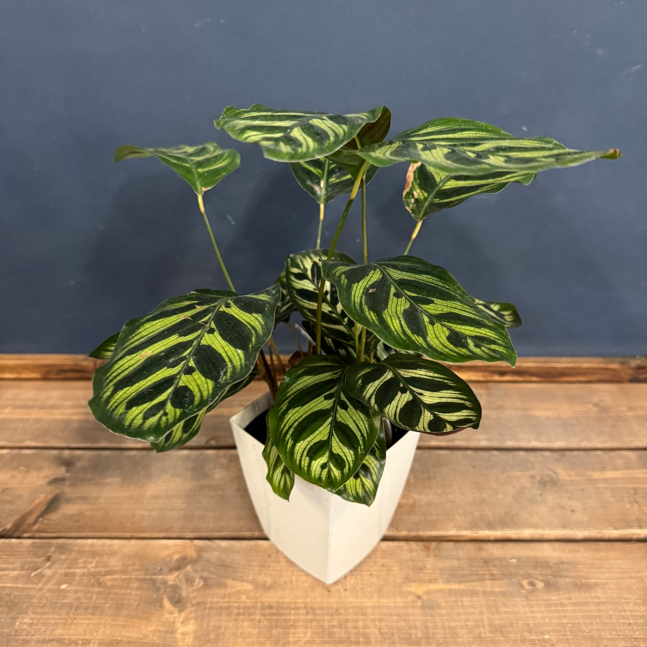 カラテア マコヤナ【635】