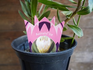 【現物】プロテア "オーストラリスアイス"