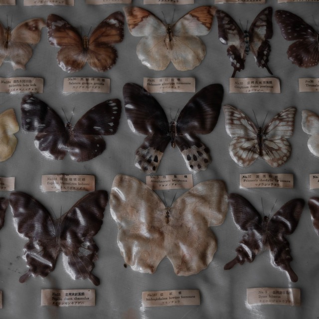 Butterfly specimens