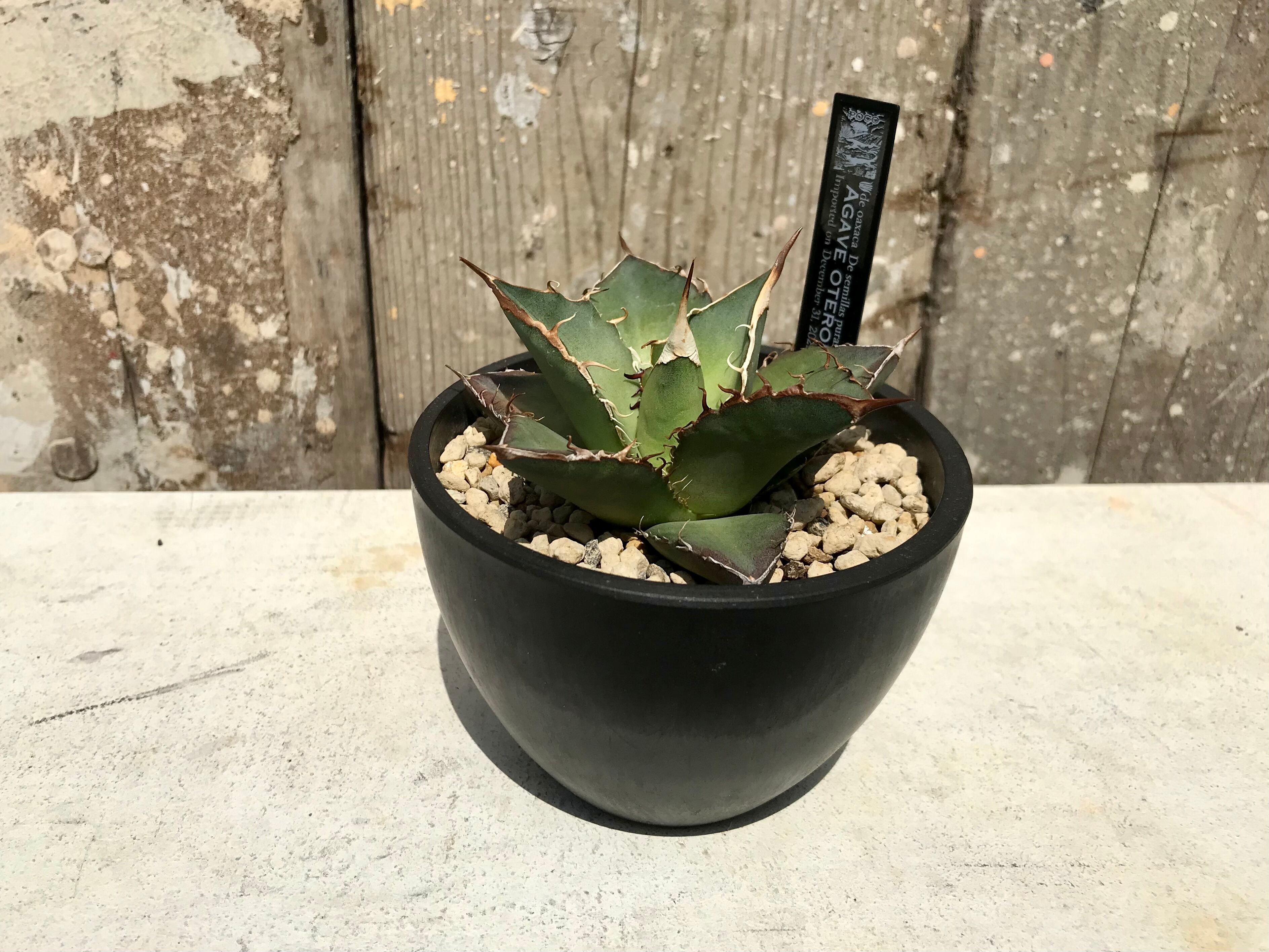 Agave Oteroi Oaxaca オアハカ現地株