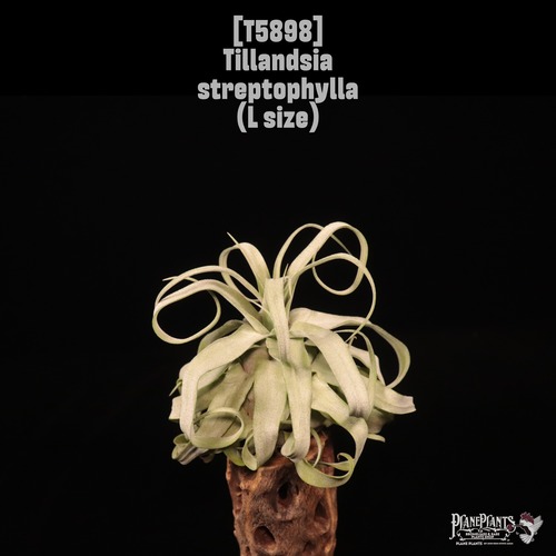 Tillandsia streptophylla L〔ティランジア〕T5898