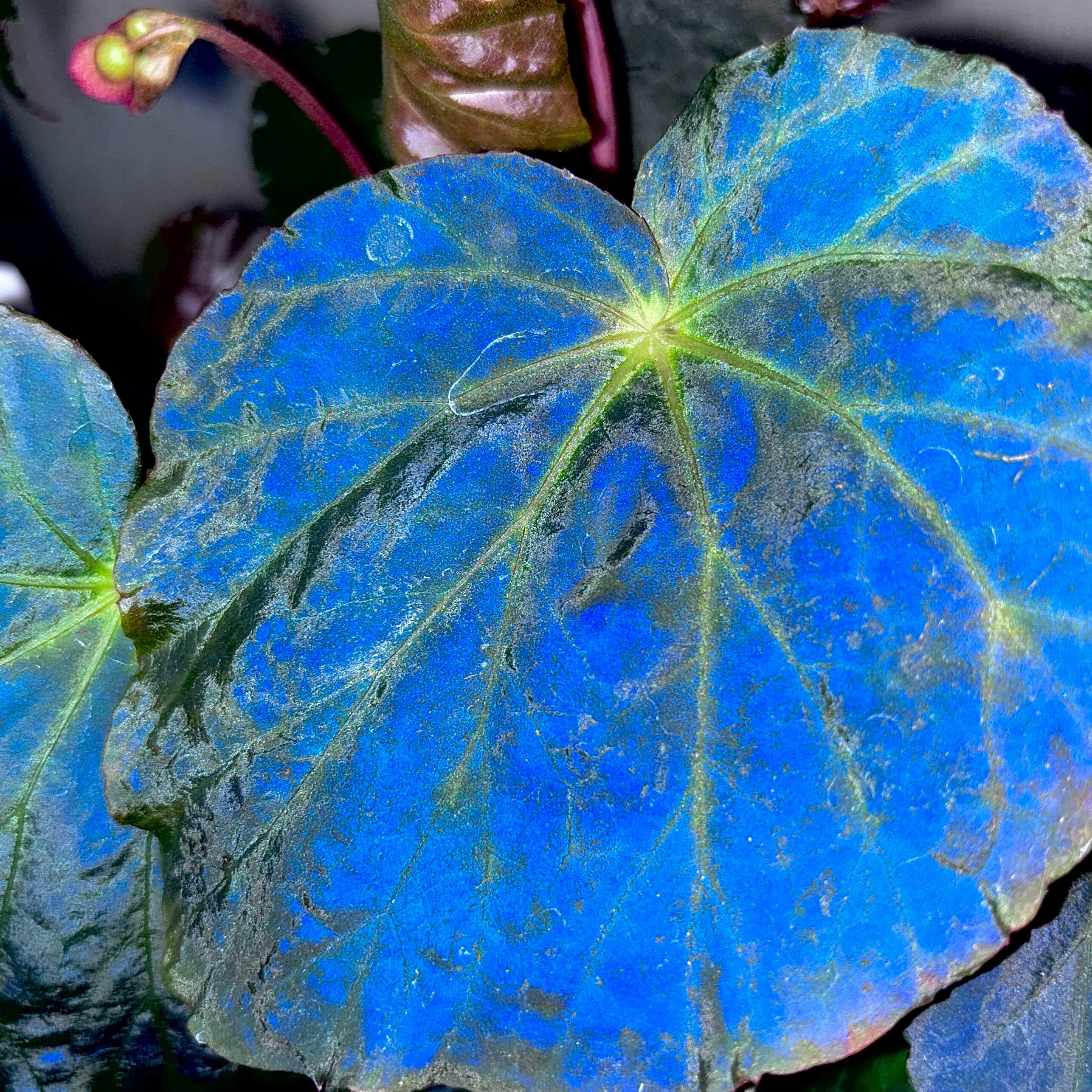 Begonia sp. Gabon 原種ベゴニア | 熱帯雨林植物専門店 トイ吉園芸
