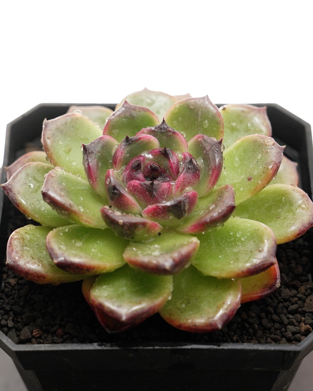 カット苗 アイスランドコーヒー 大株 Echeveria 'Iceland Coffee'
