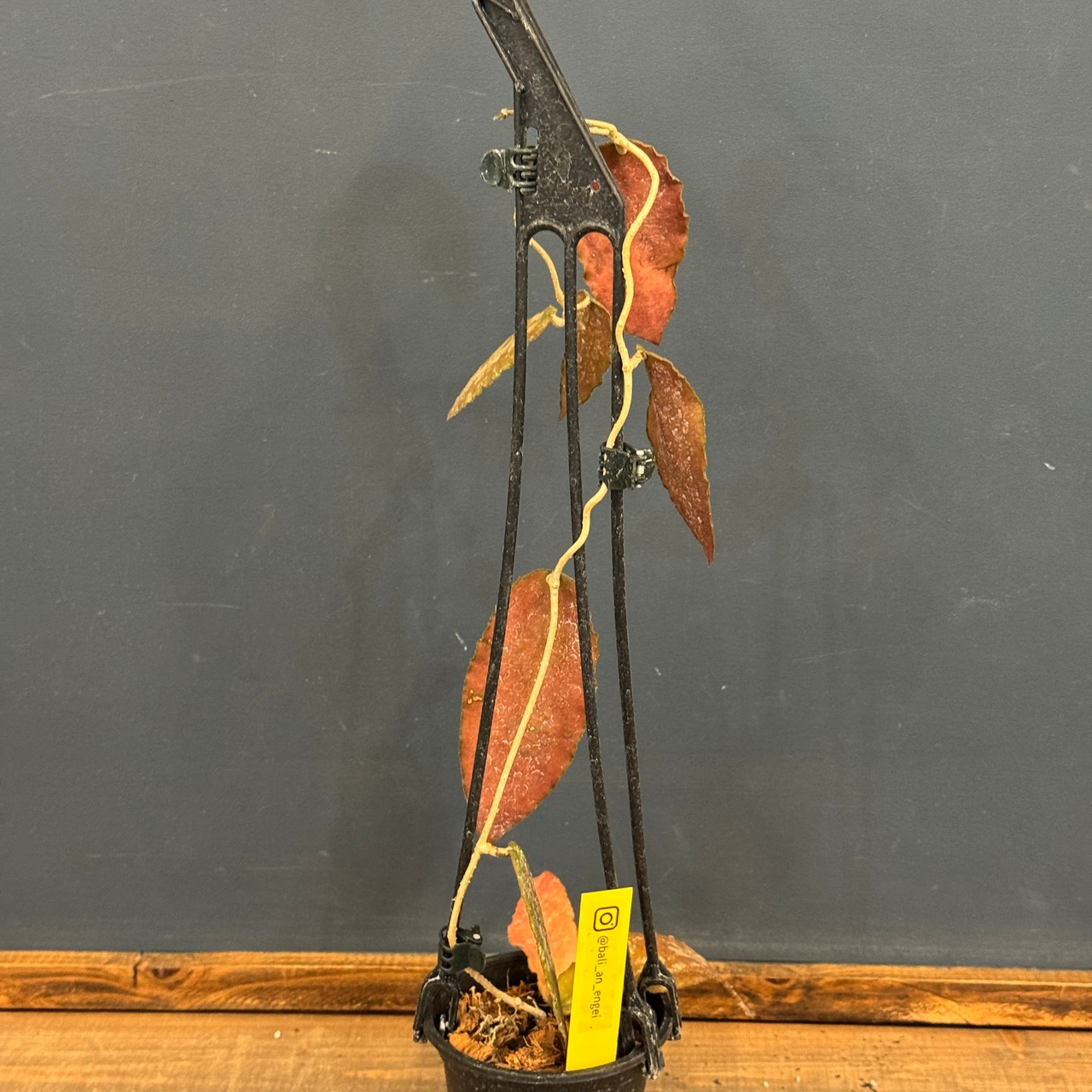 ホヤ カウダータ【796】