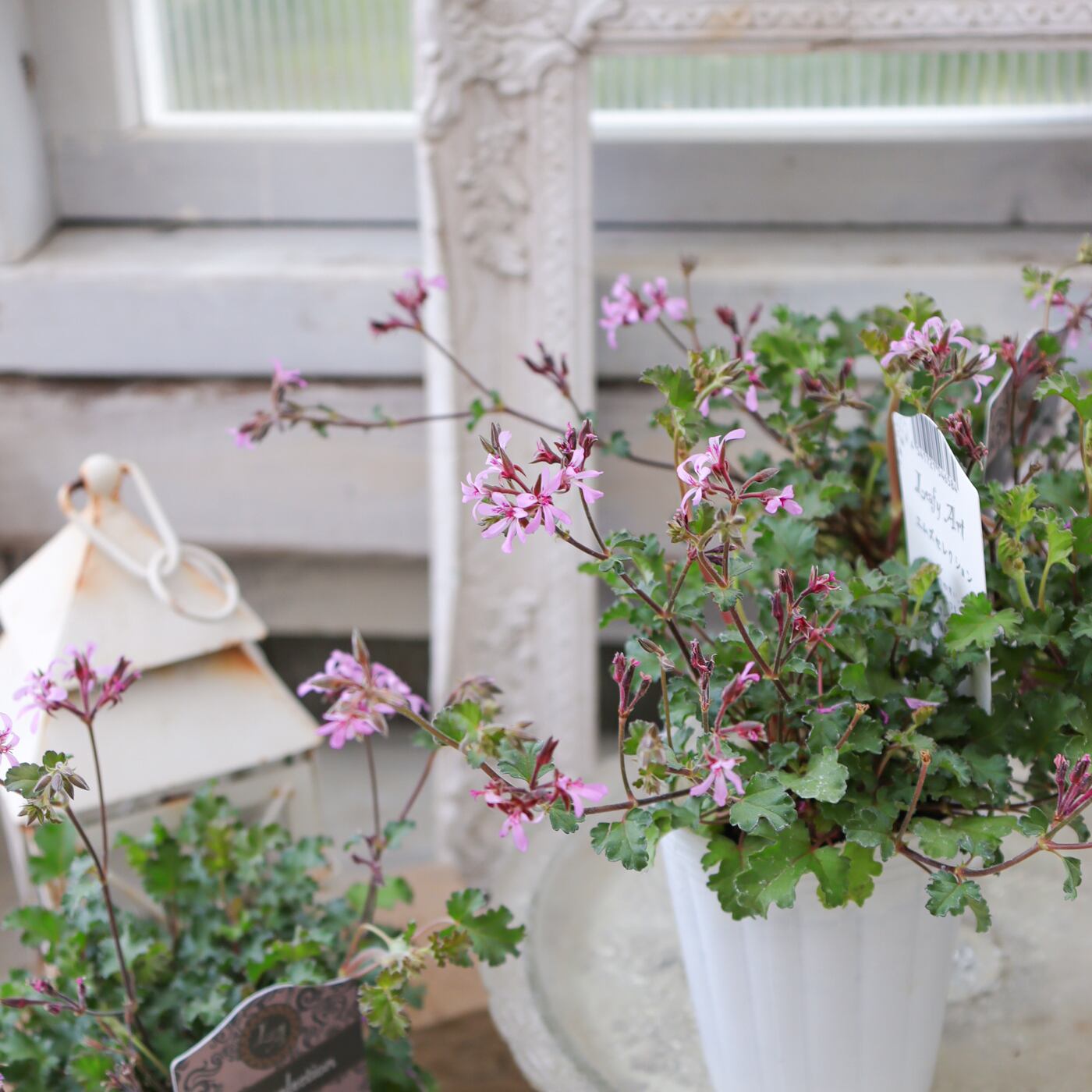 ディコンドラ・シルバーサーファー ― ナチュラルにきらめいて風に