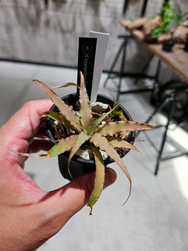 Cryptanthus Cafe au lait 【artPLANTs/PLANTS GARAGE】 クリプタンサス/ブロメリア