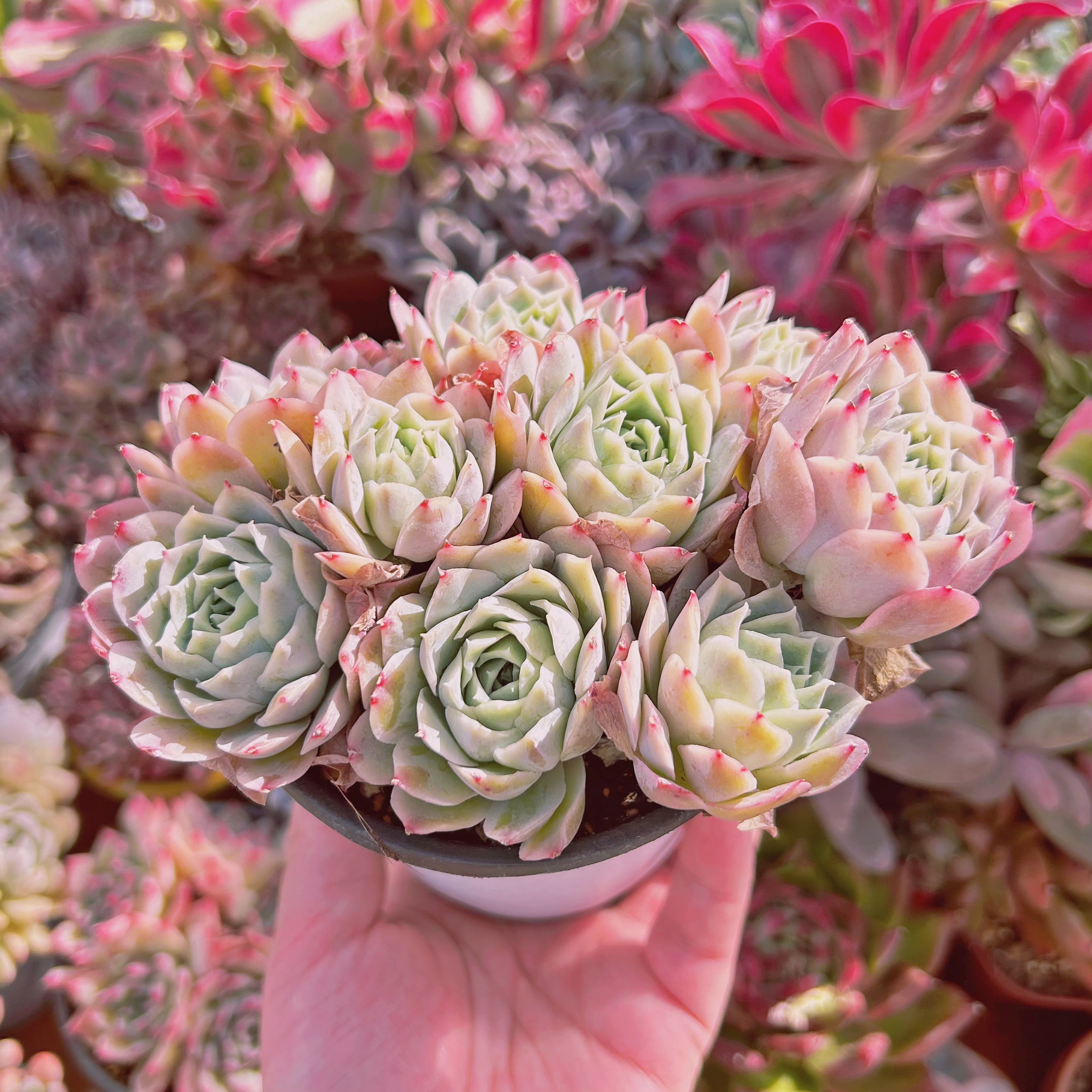229現物 多肉植物 Echeveria 静月 特大 | るる農園~多肉植物専門