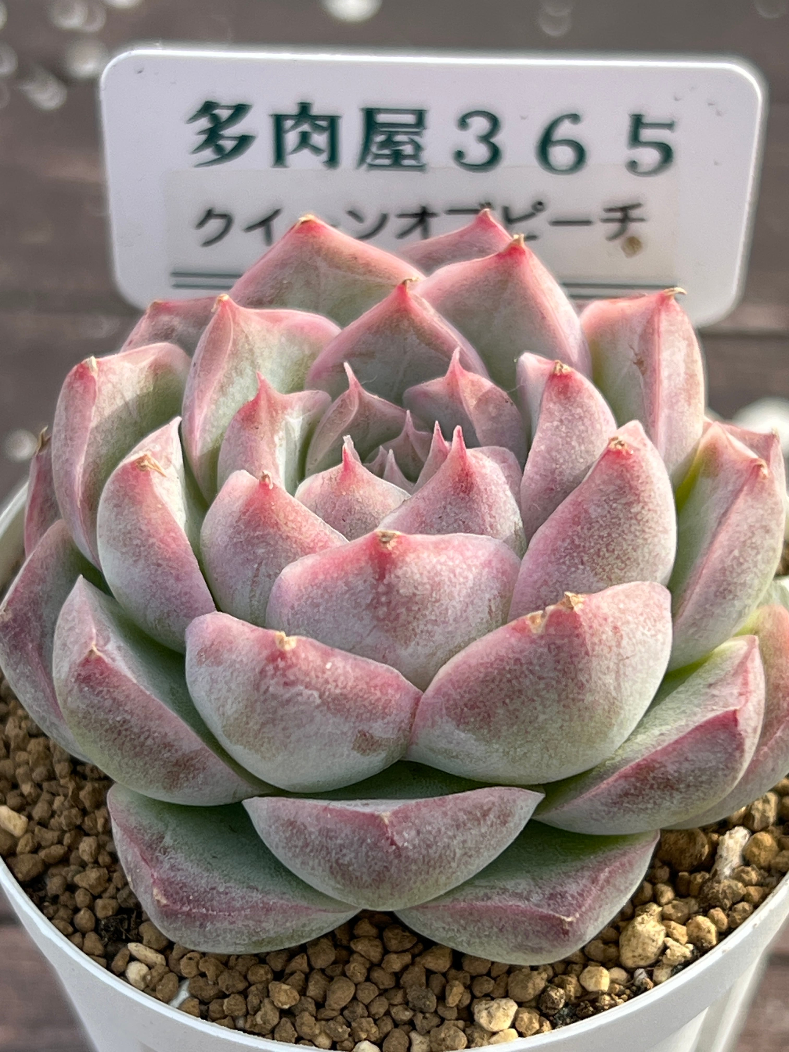 多肉屋365