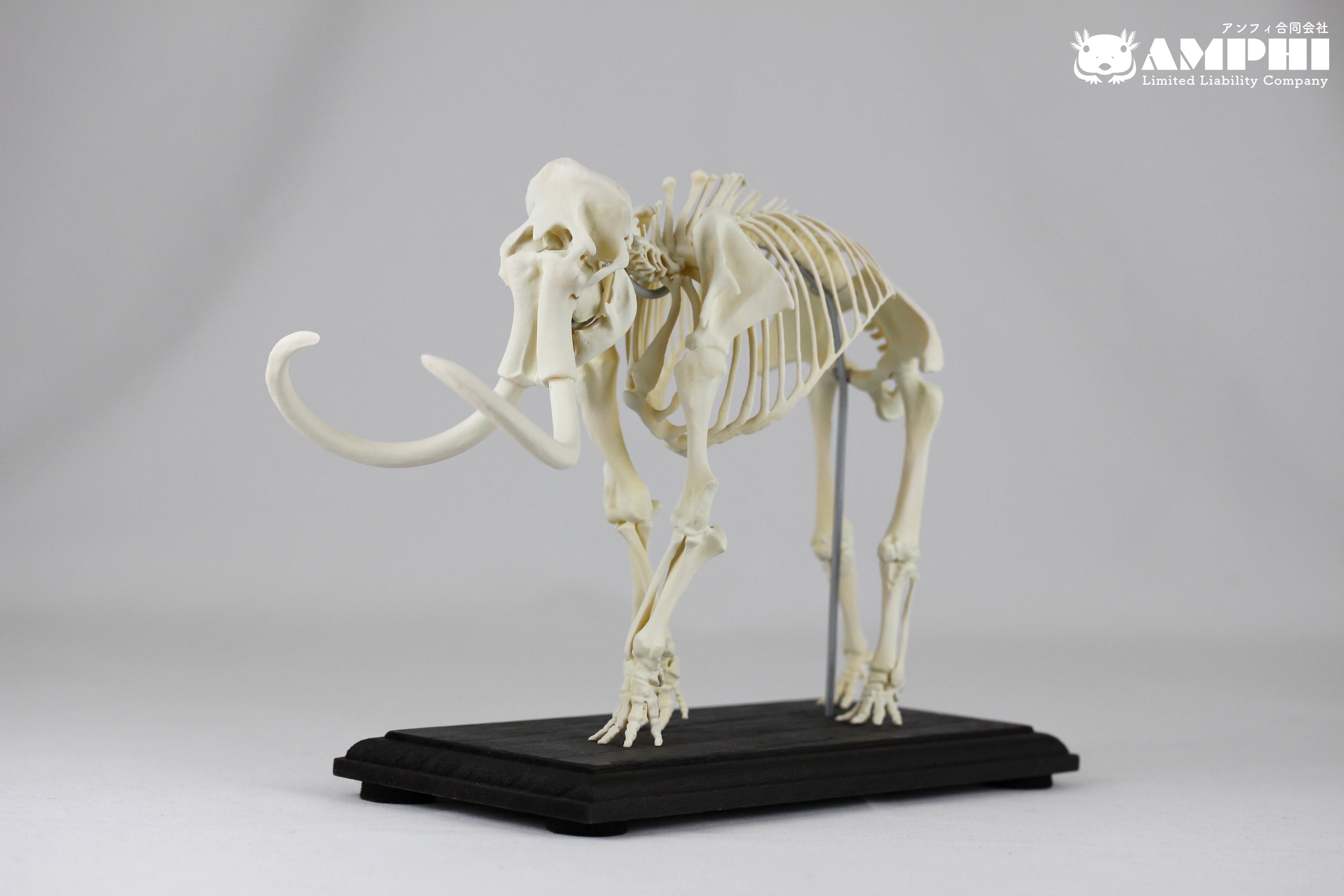 マンモス 縮小全身骨格レプリカ mammoth, miniature whole body
