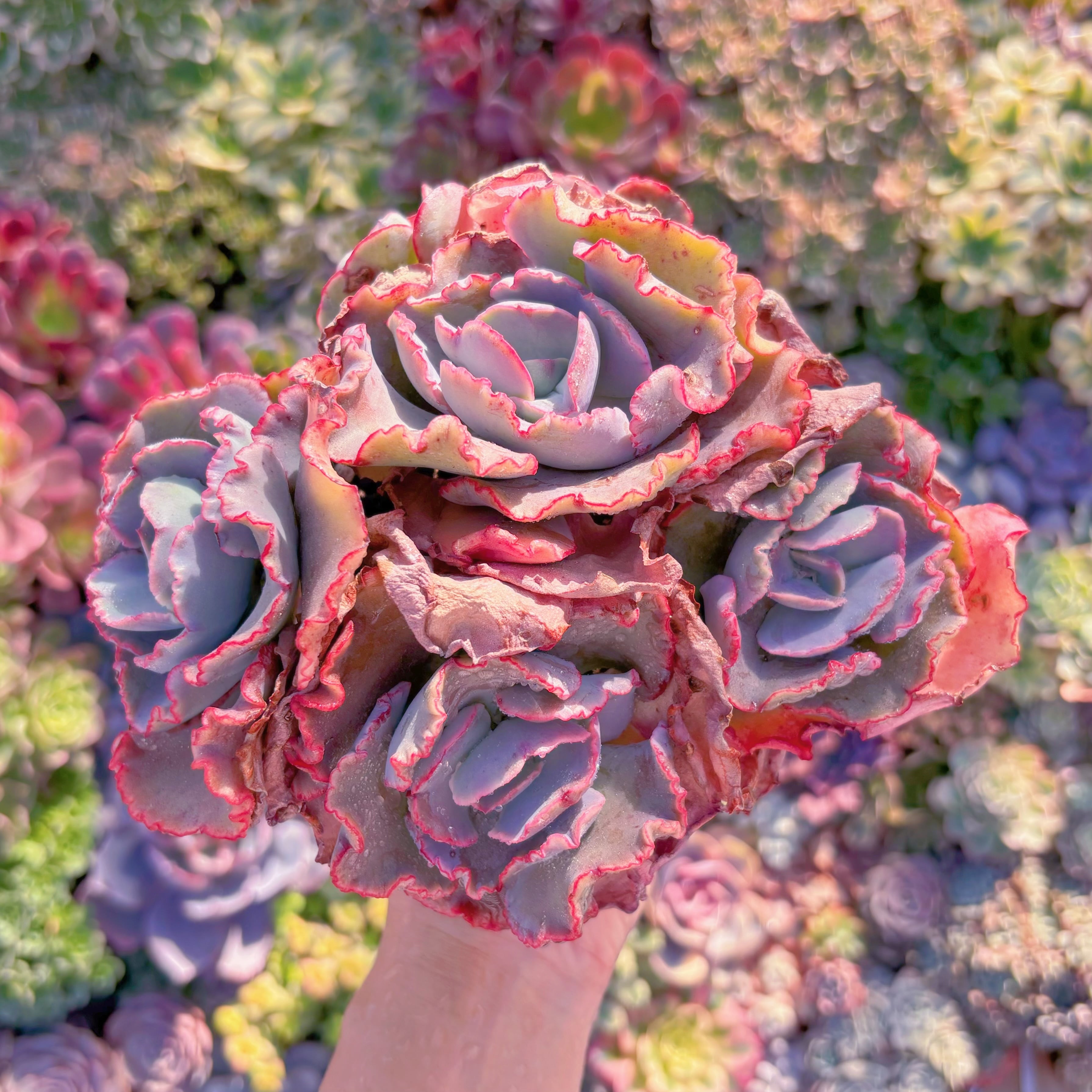 現品　女王の花笠#M263　大群生　新入荷　るる農園