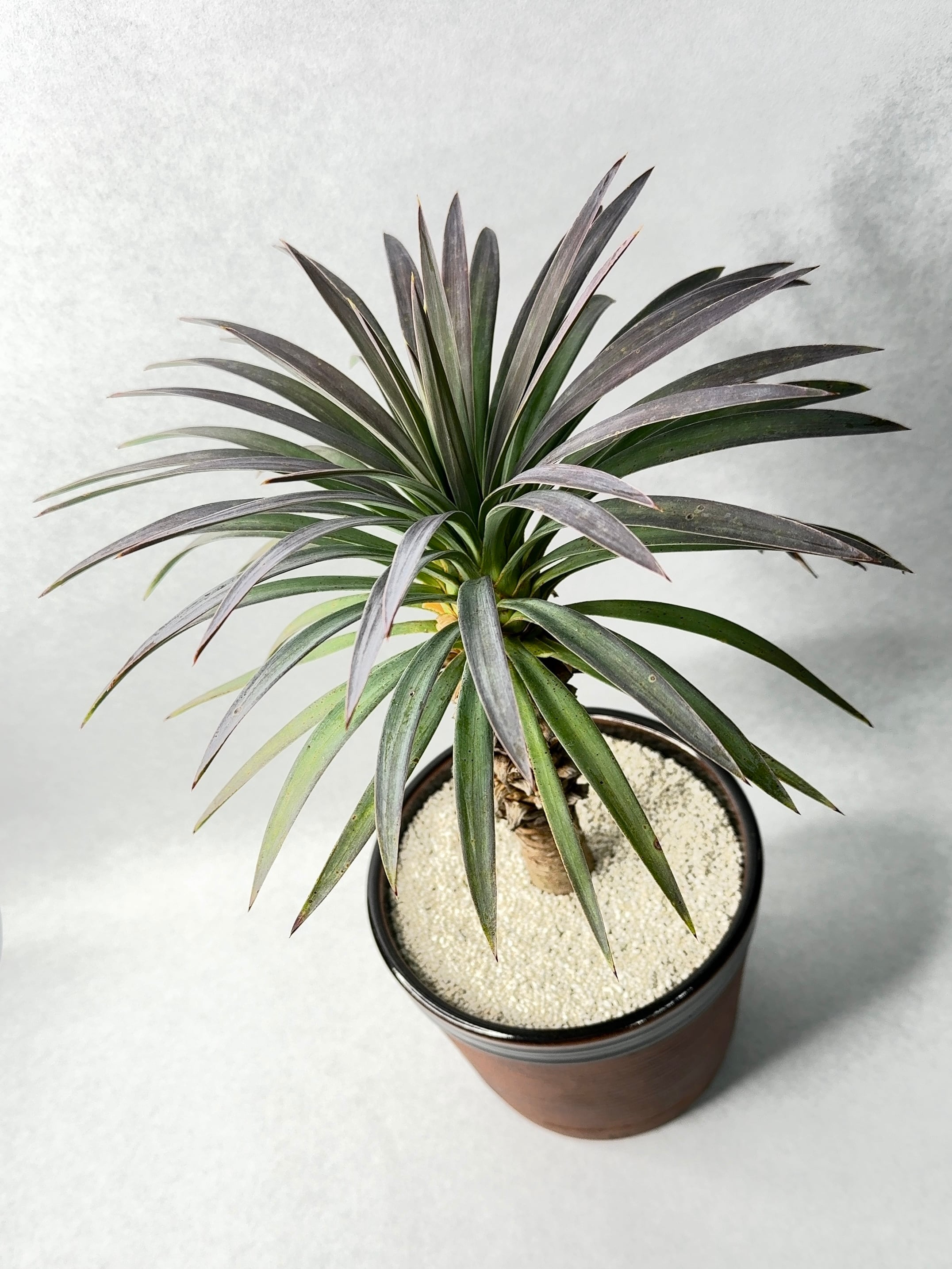 5.ユッカ・ディスメティアーナ | trigger