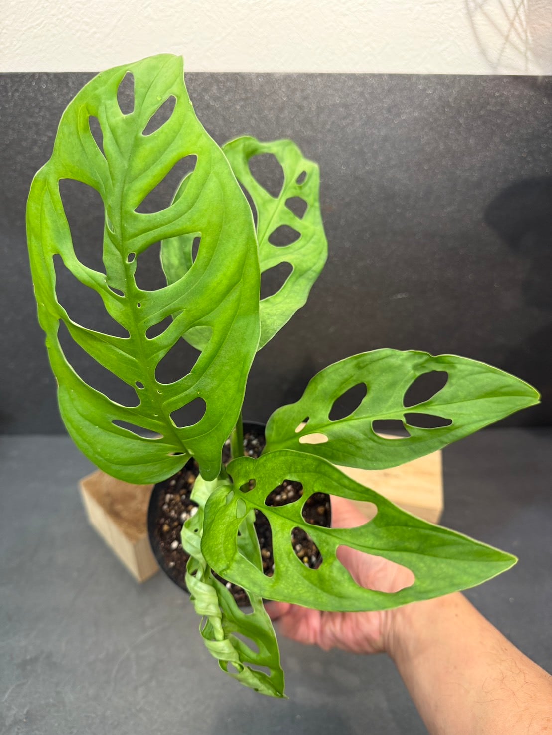 モンステラ・エスケレート 4号 | 観葉植物と雑貨のお店 VIVAGREEN