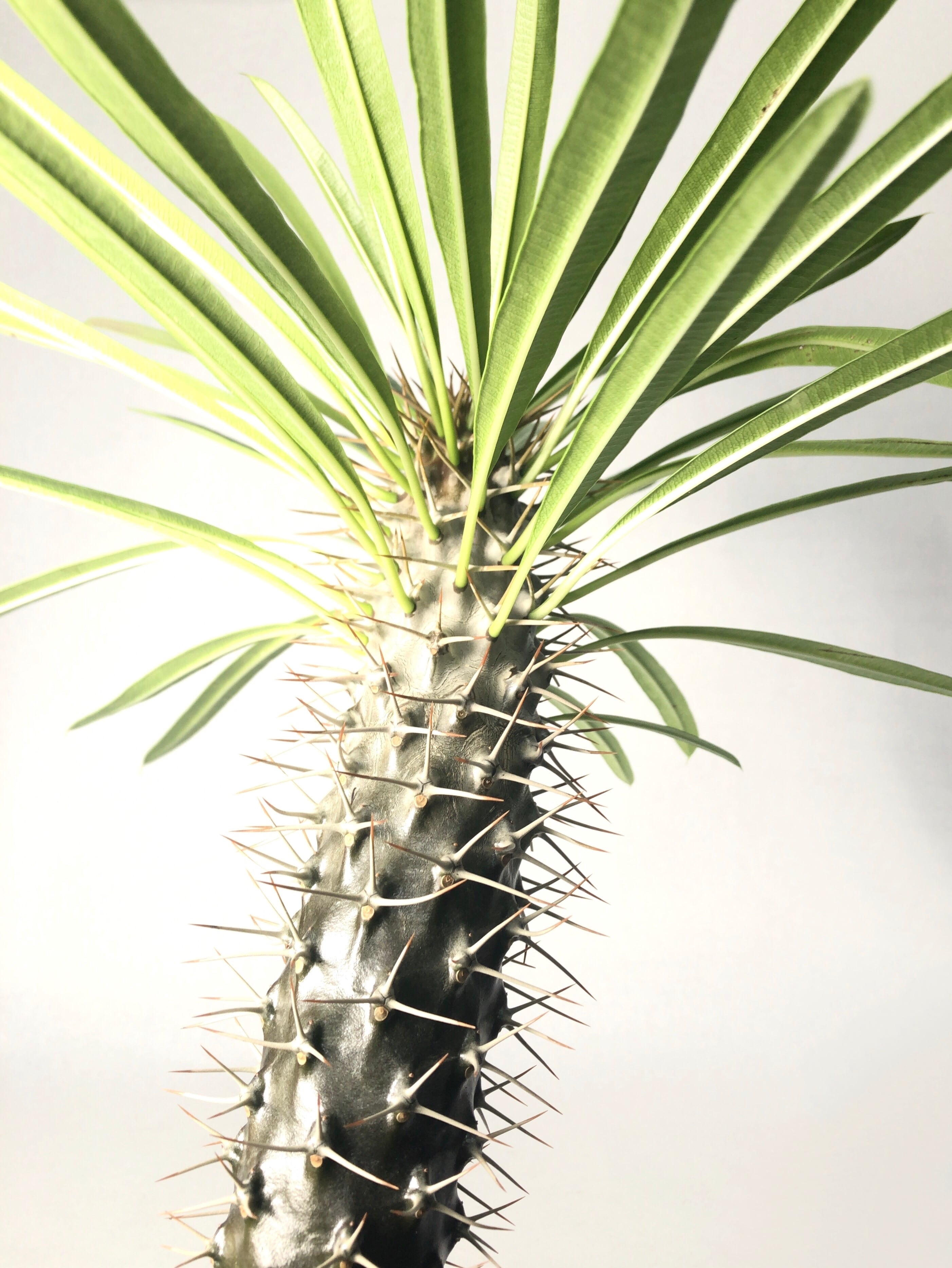 【早い者勝ち本日限り!!】 エブレネウム パキポディウム 現品 ポットごと発送 パキポディウム エブレネウム グラキリス 塊根植物 コーデックス 多肉