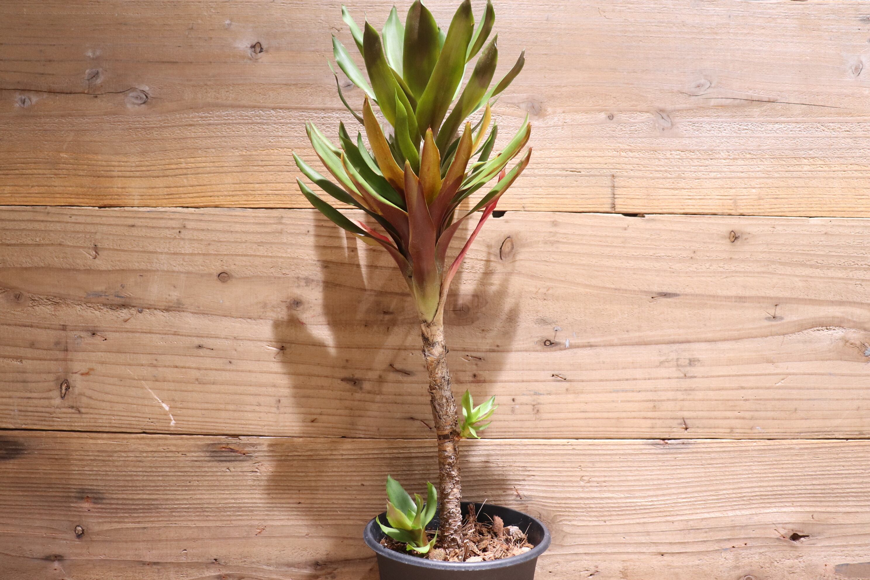 送料無料】Aechmea 'Stalker'〔エクメア〕現品発送A0052 | plane plants