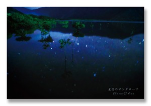 奄美ポストカード「星空のマングローブ」
