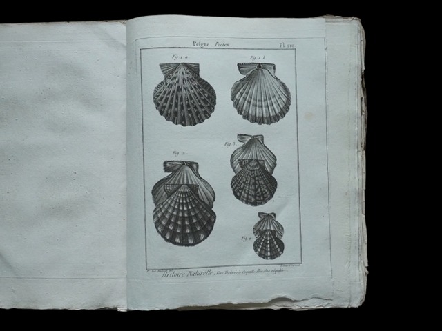 HISTOIRE NATURELLE , Coquilles Bivalves